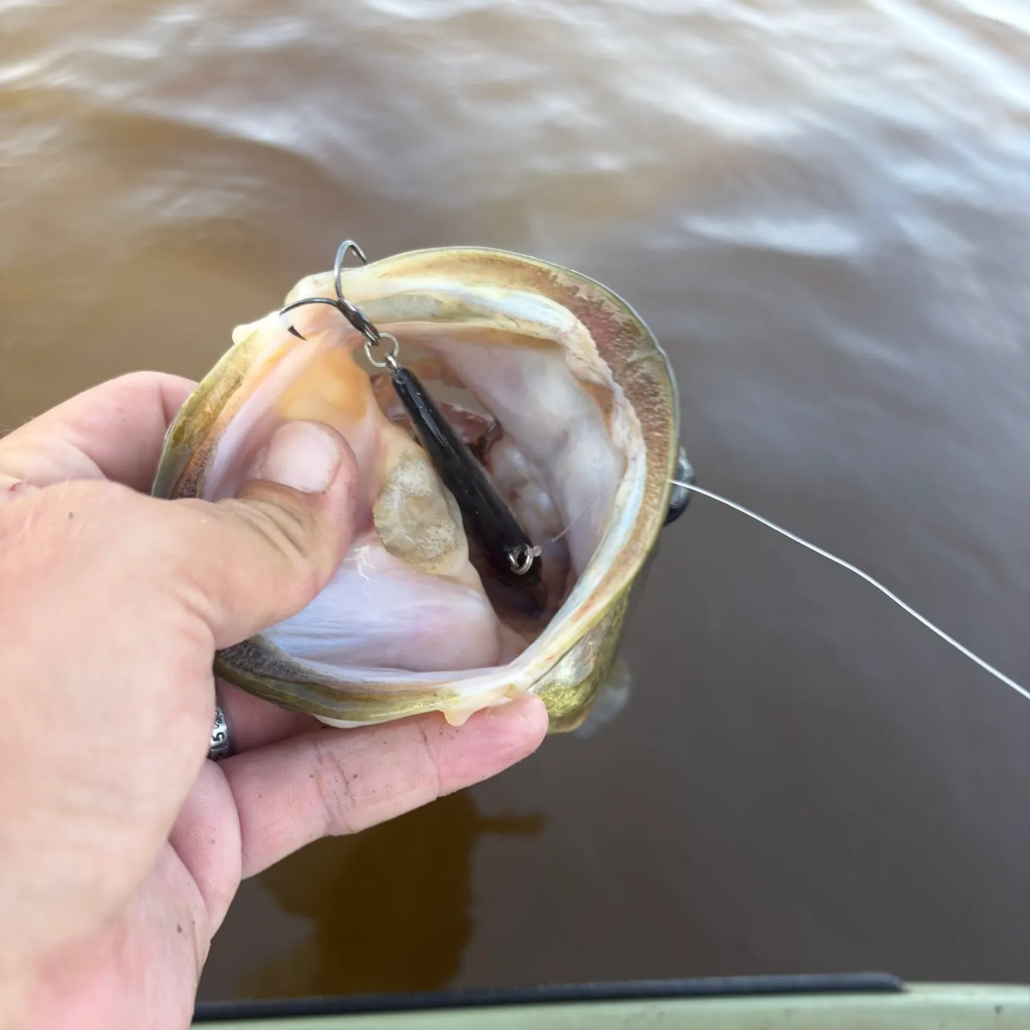 Largemouth bass caught on Fishbrain
