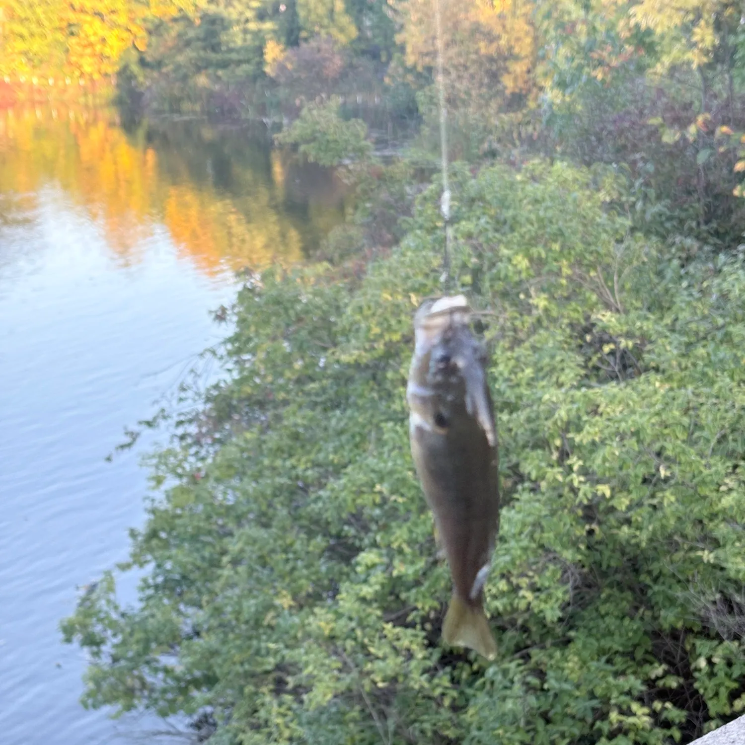 Green sunfish caught on Fishbrain