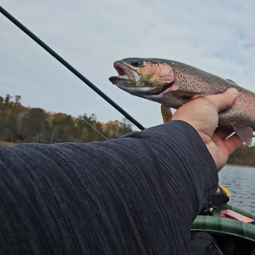 Rainbow trout caught on Fishbrain