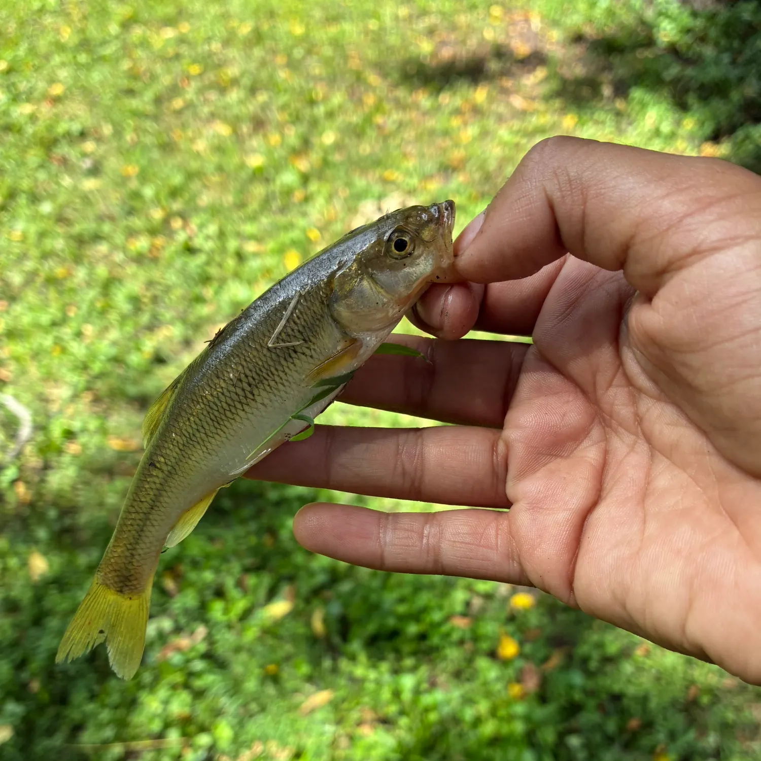 Creek chub caught on Fishbrain