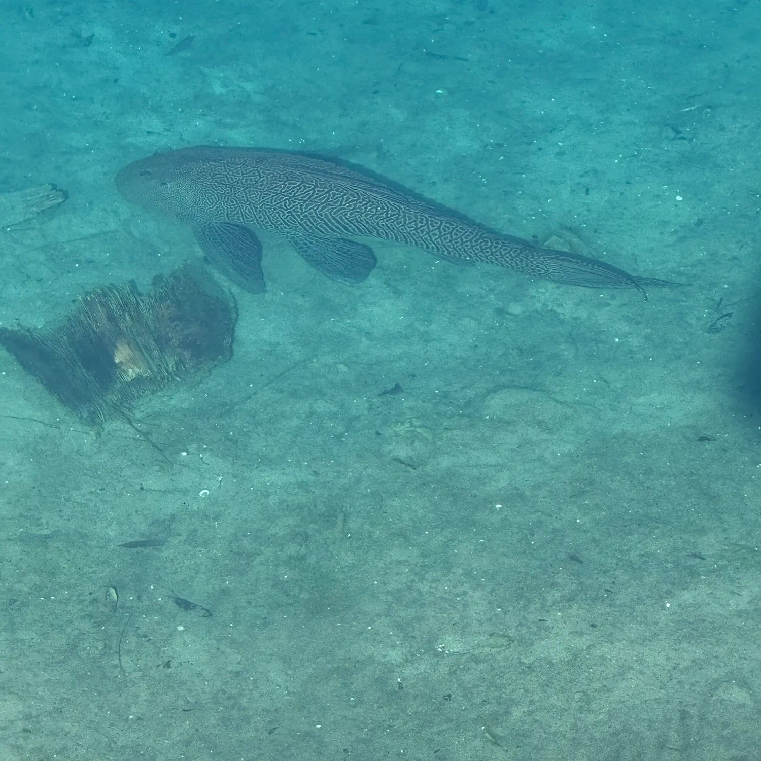 The most recent Orinoco sailfin catfish catches on Fishbrain