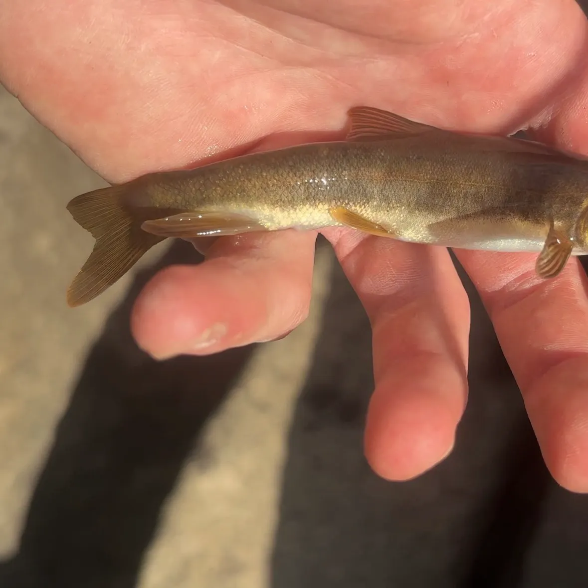 The most recent Mountain sucker catches on Fishbrain