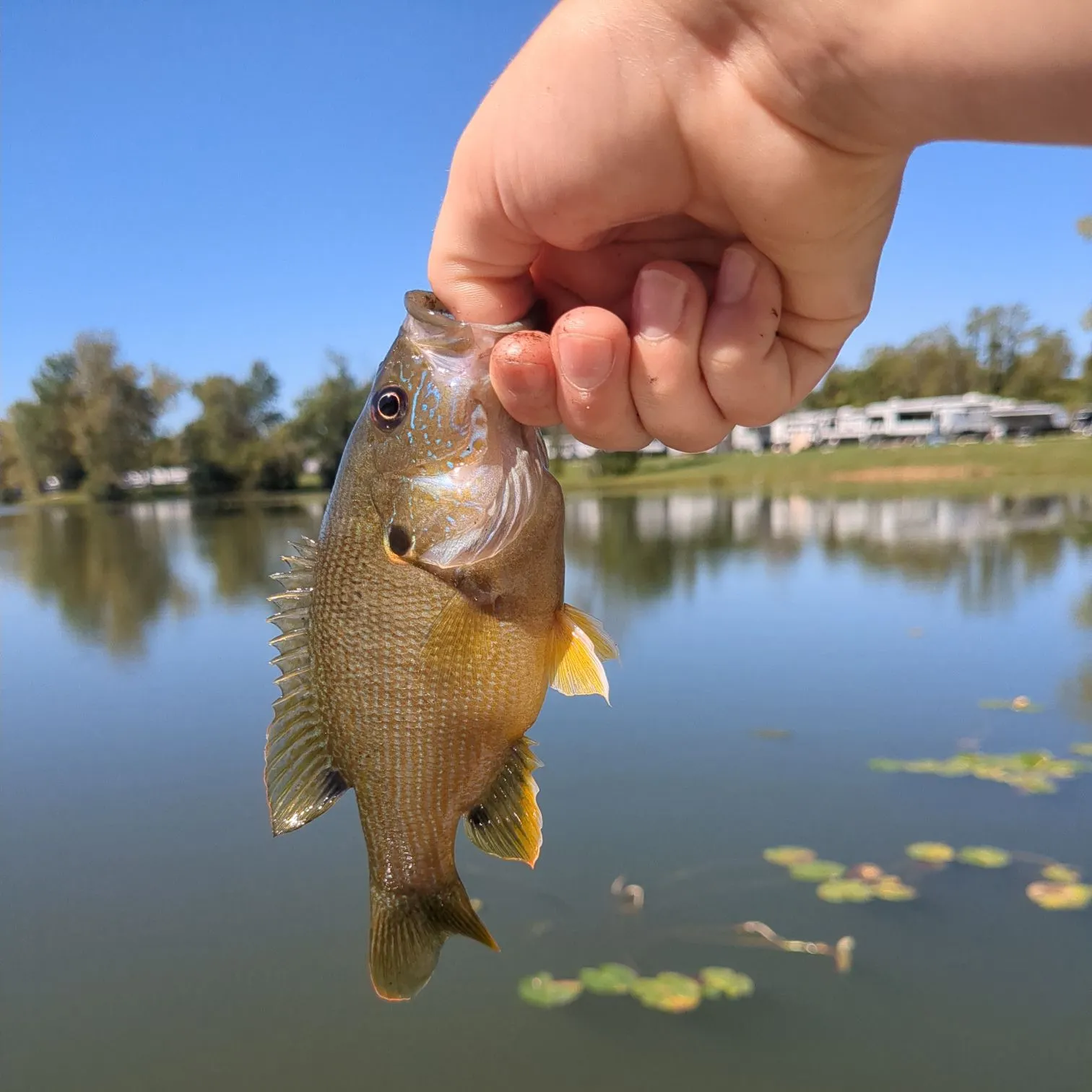 Green sunfish caught on Fishbrain
