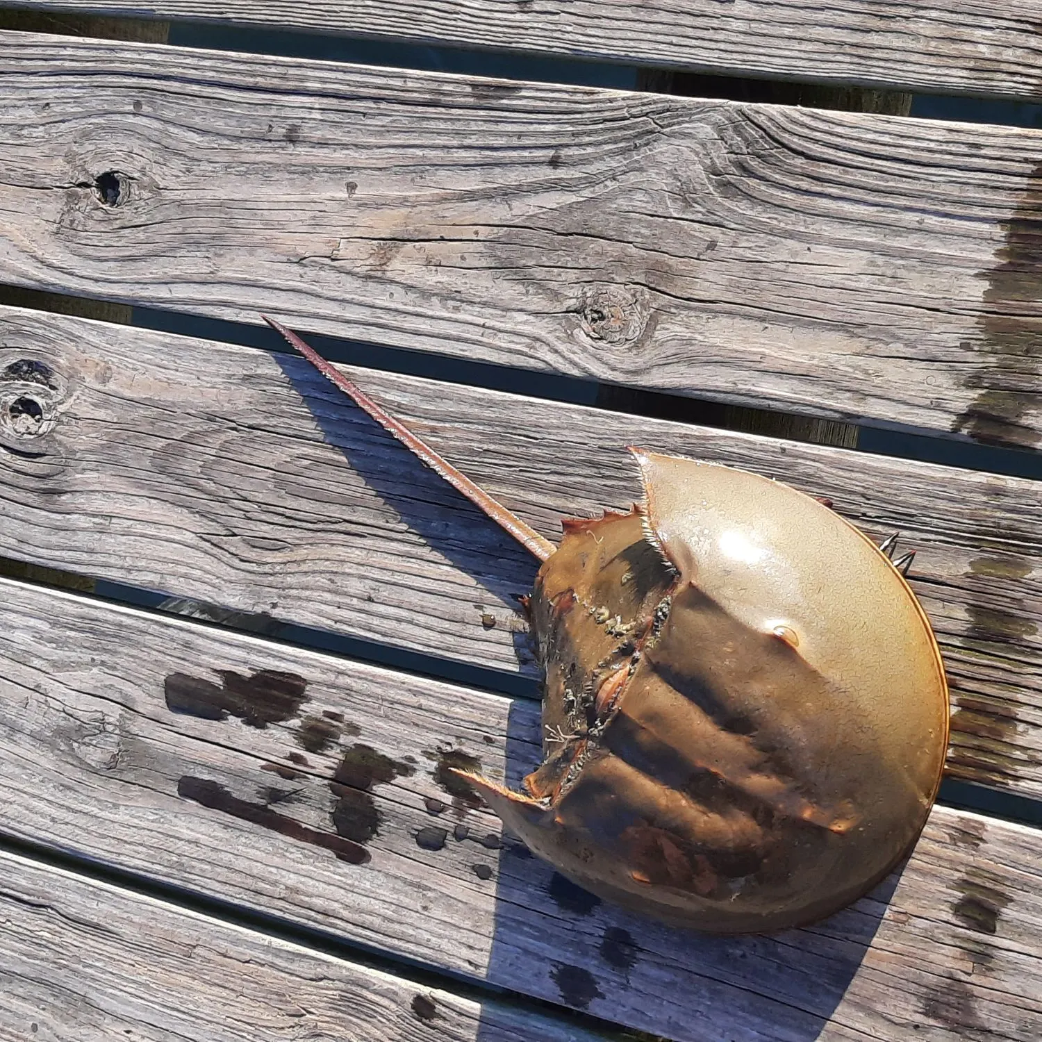 The most recent Atlantic horseshoe crab catches on Fishbrain