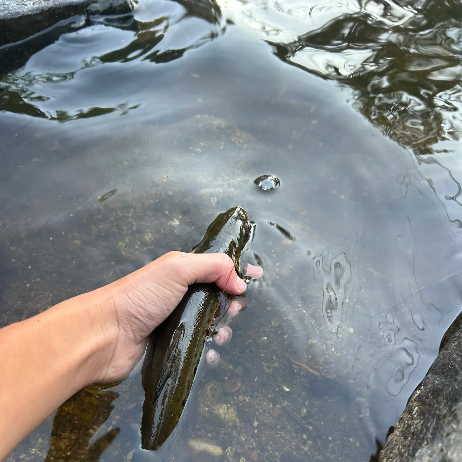 Brown trout caught on Fishbrain