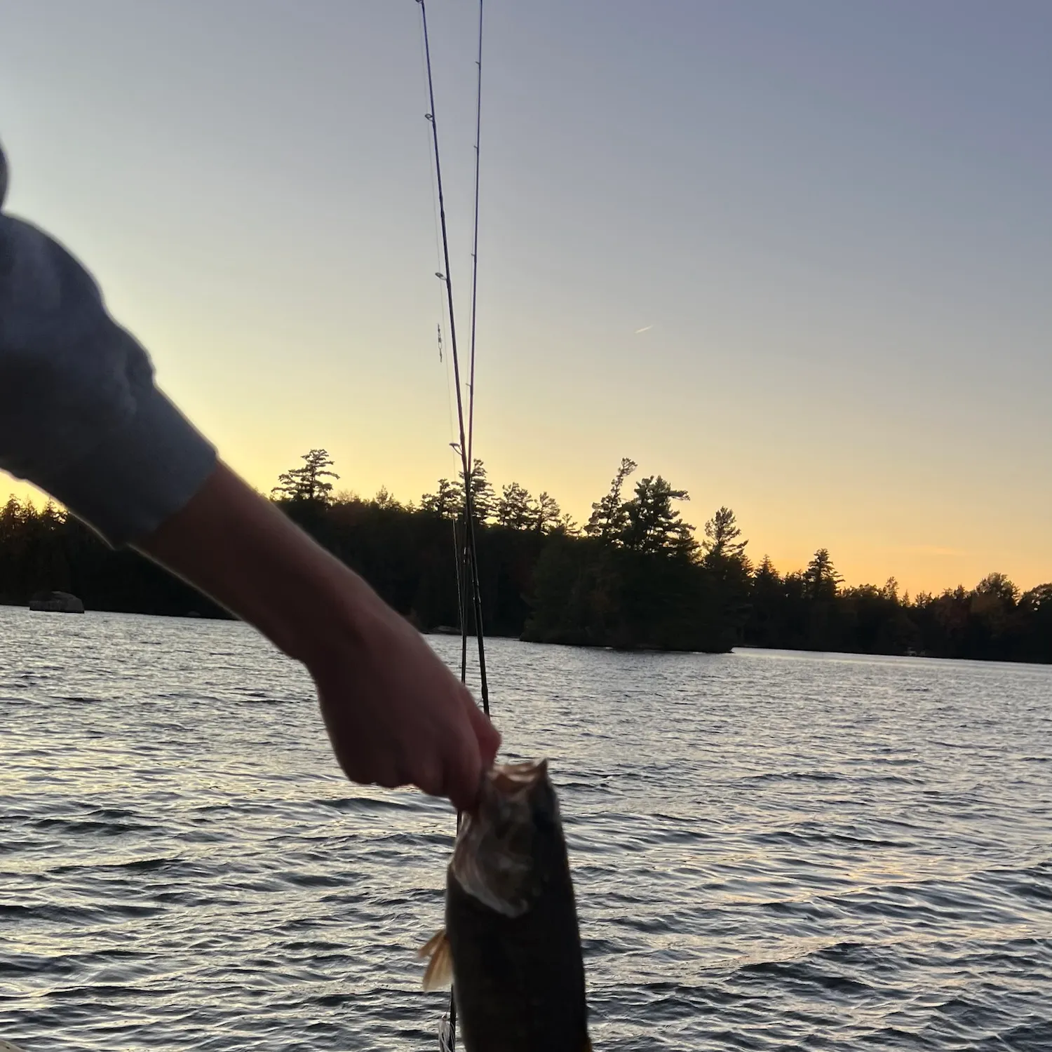 Smallmouth bass caught on Fishbrain