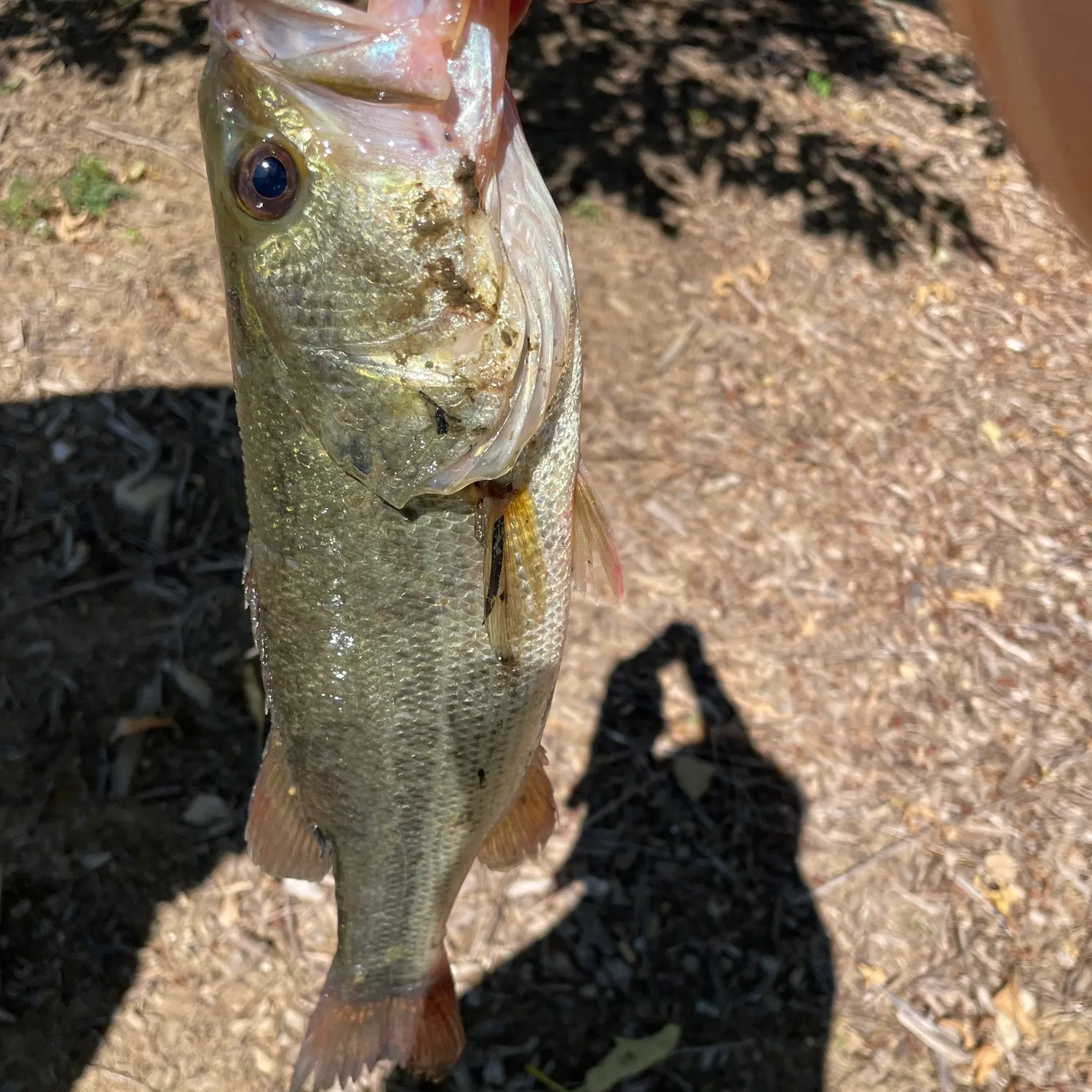 Fish caught on Fishbrain