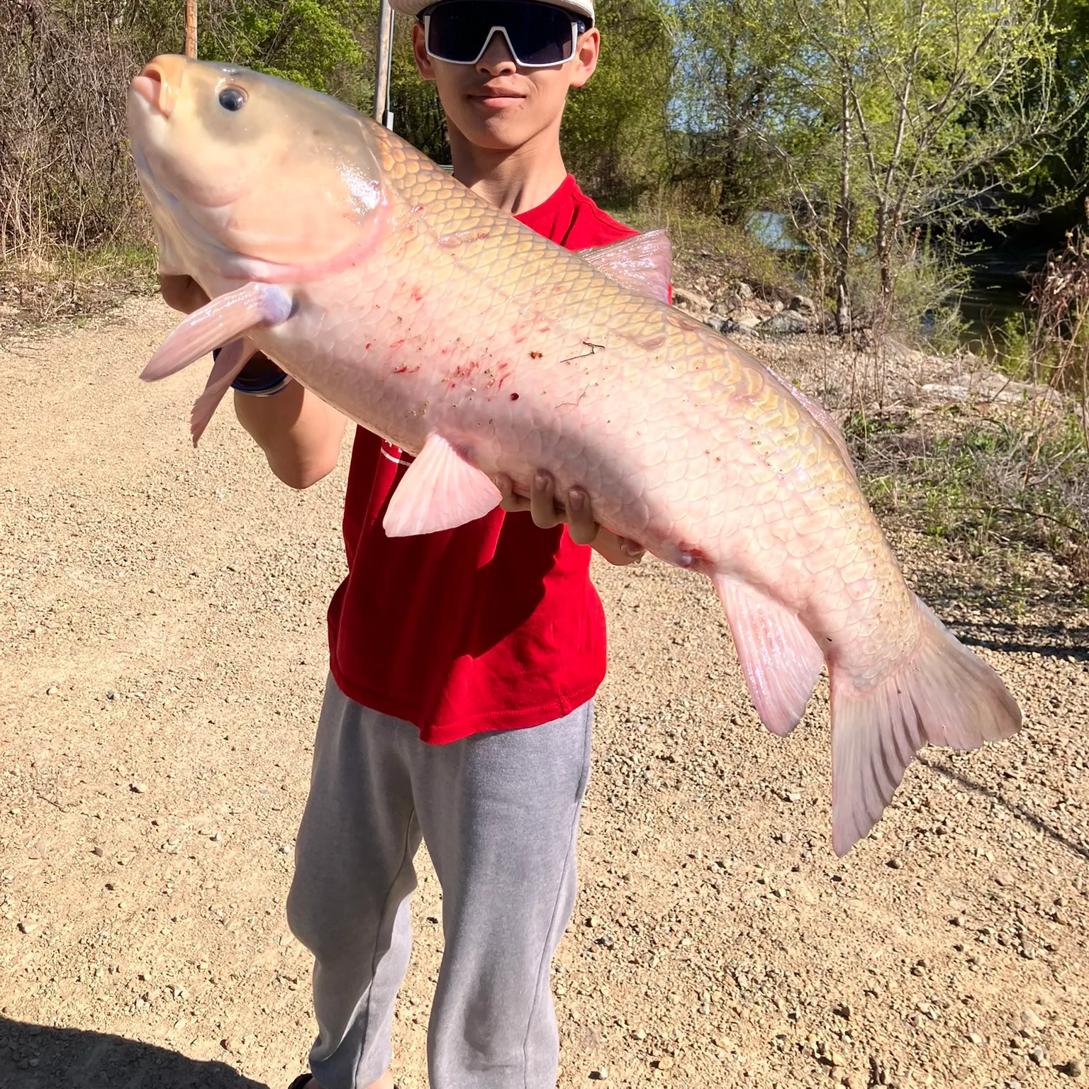The most recent Bigmouth buffalo catches on Fishbrain
