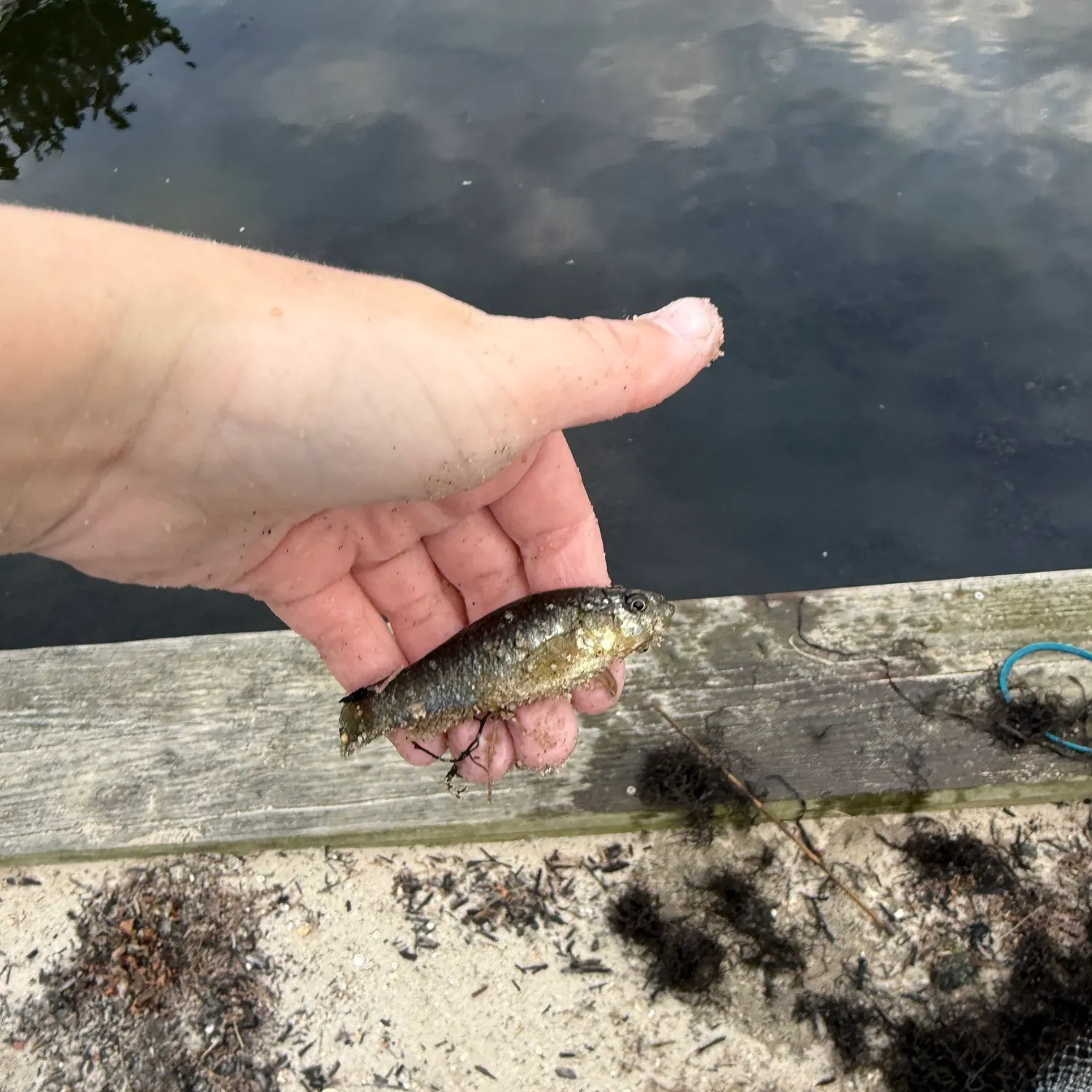 The most recent Mummichog catches on Fishbrain