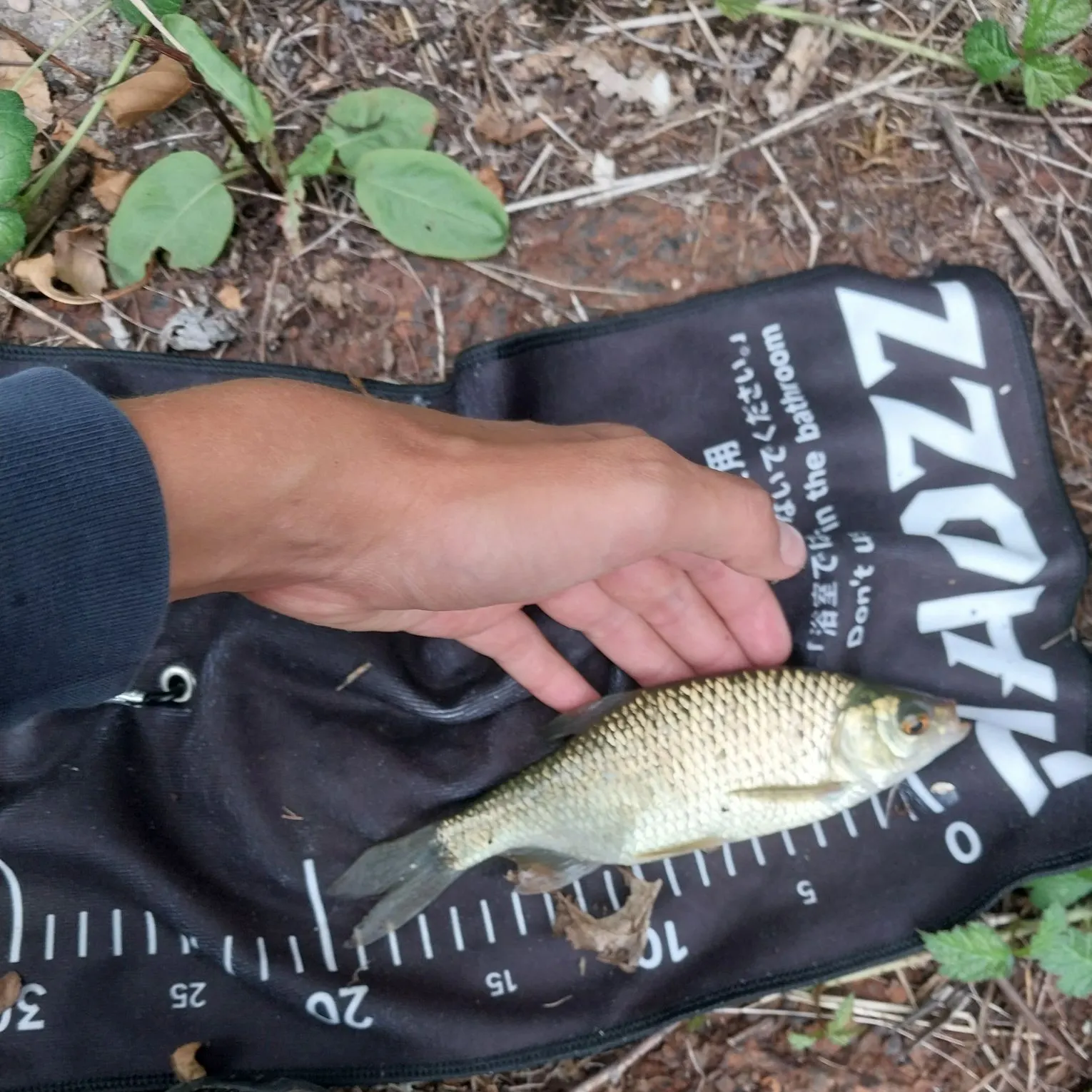 Common rudd caught on Fishbrain