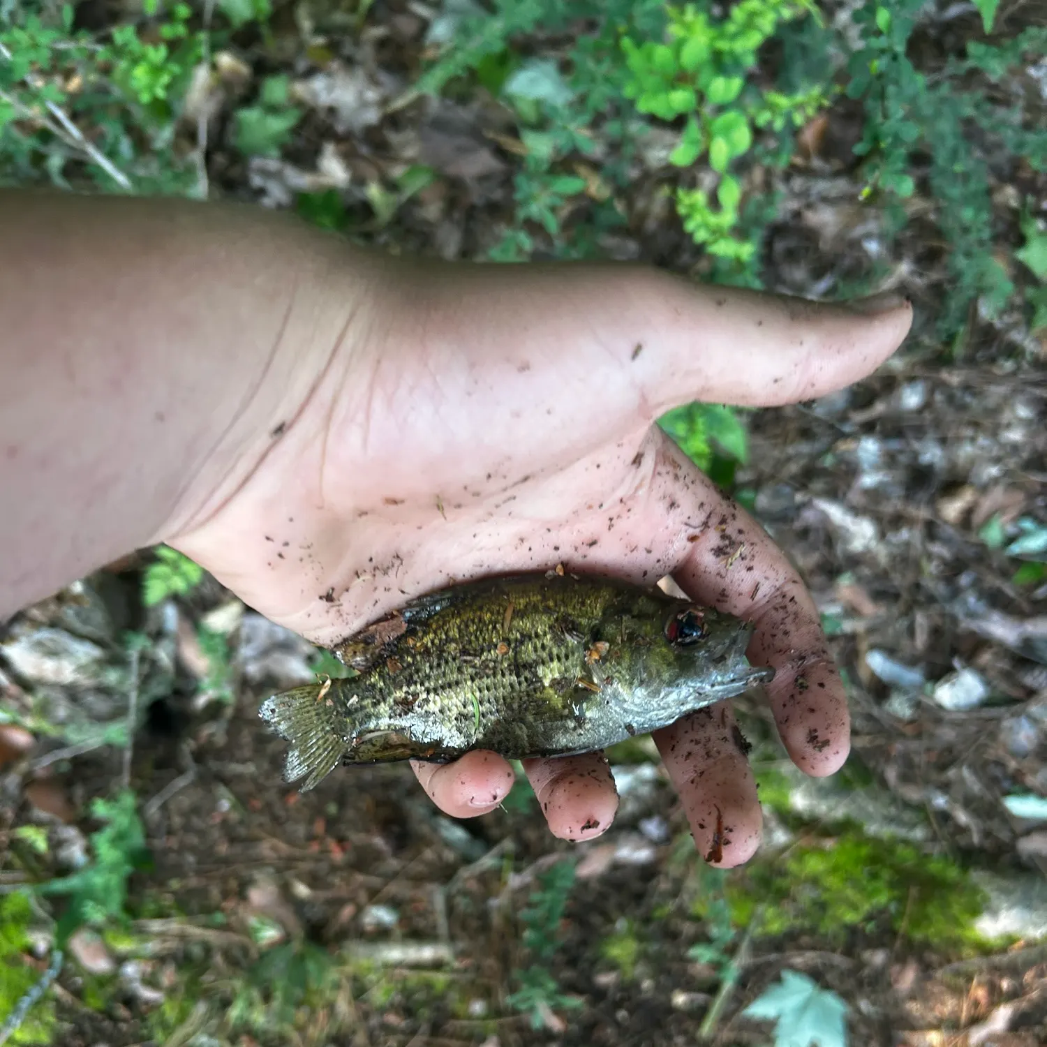 The most recent Rock bass catches on Fishbrain
