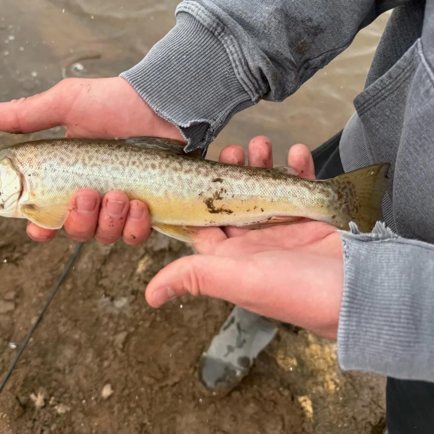 The most recent Tiger trout catches on Fishbrain