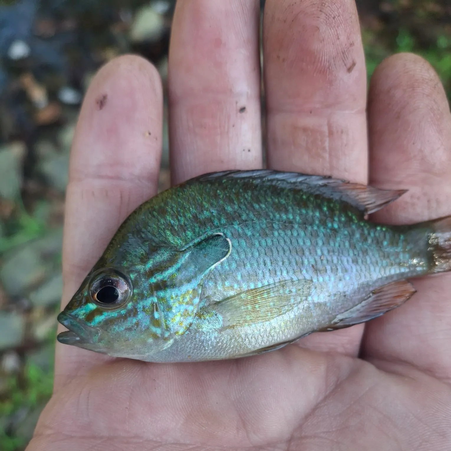 Longear sunfish caught on Fishbrain