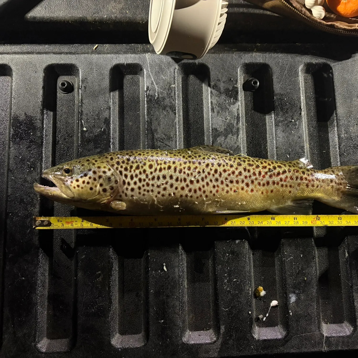 Brown trout caught on Fishbrain