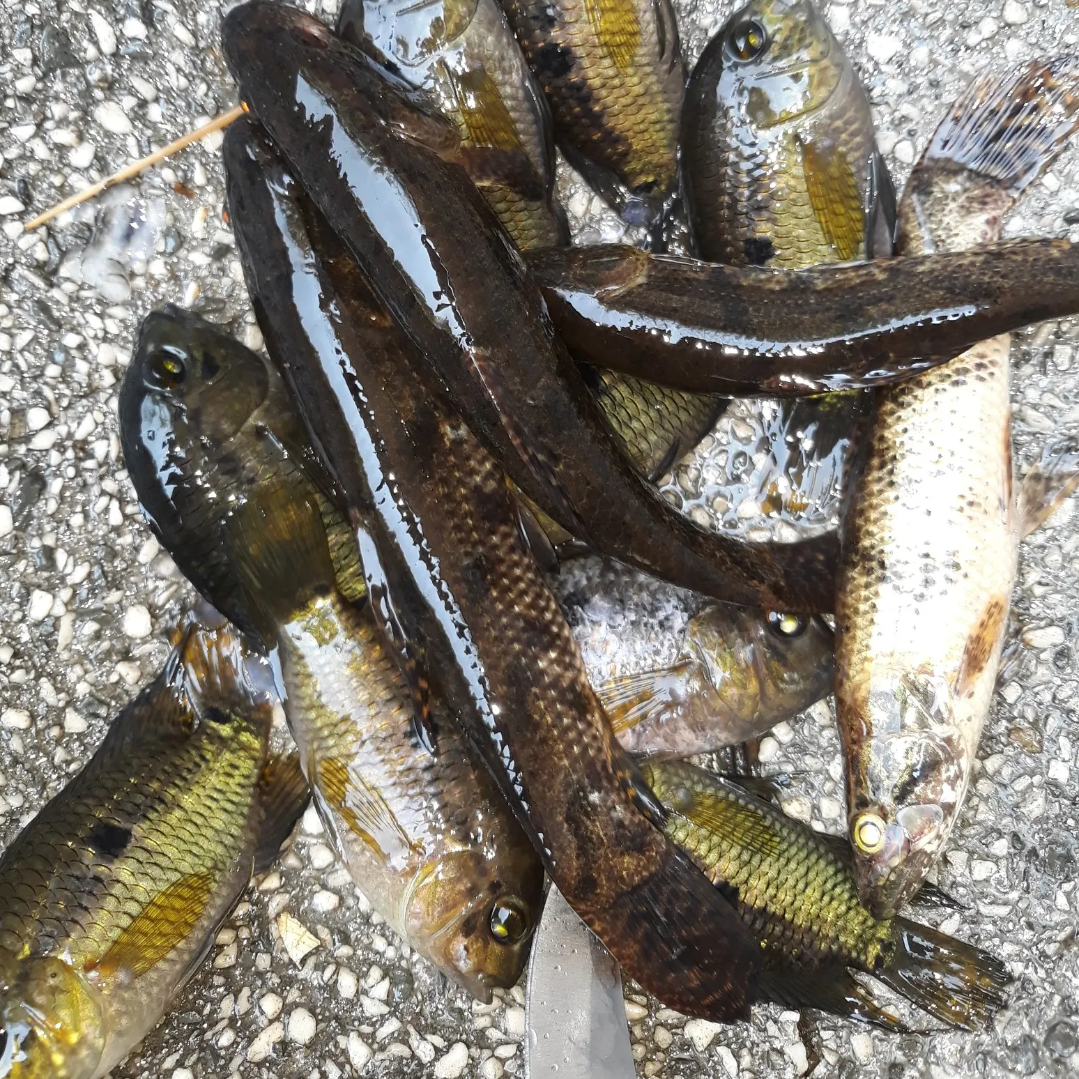 recently logged catches