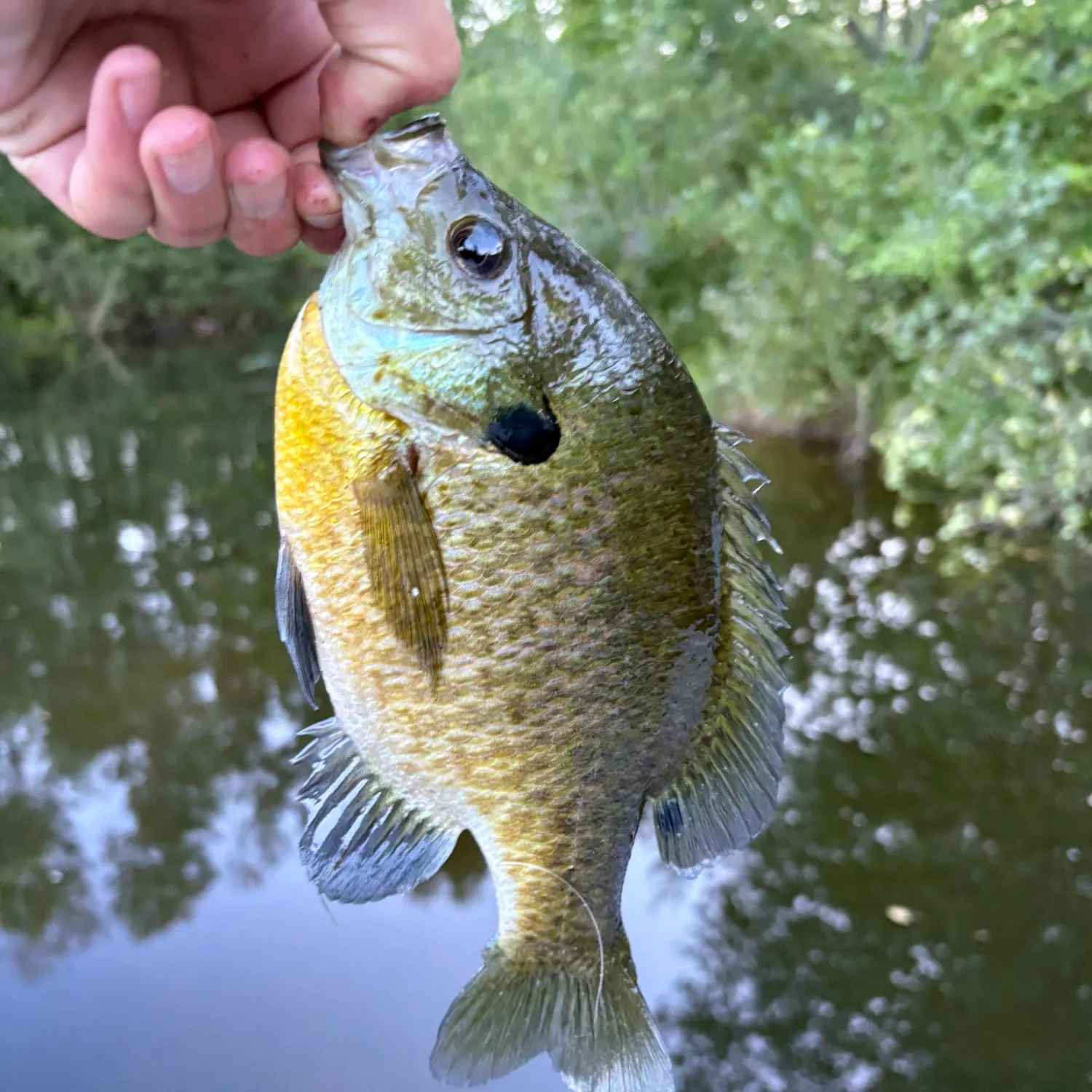 Bluegill caught on Fishbrain