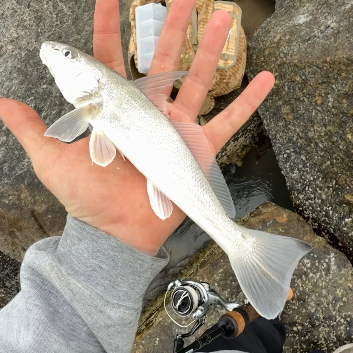 The most recent Southern kingcroaker catches on Fishbrain