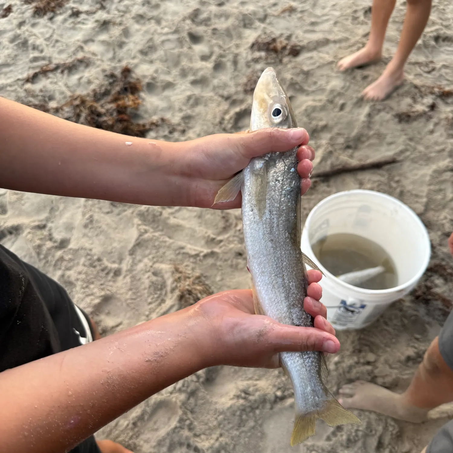 Fish caught on Fishbrain