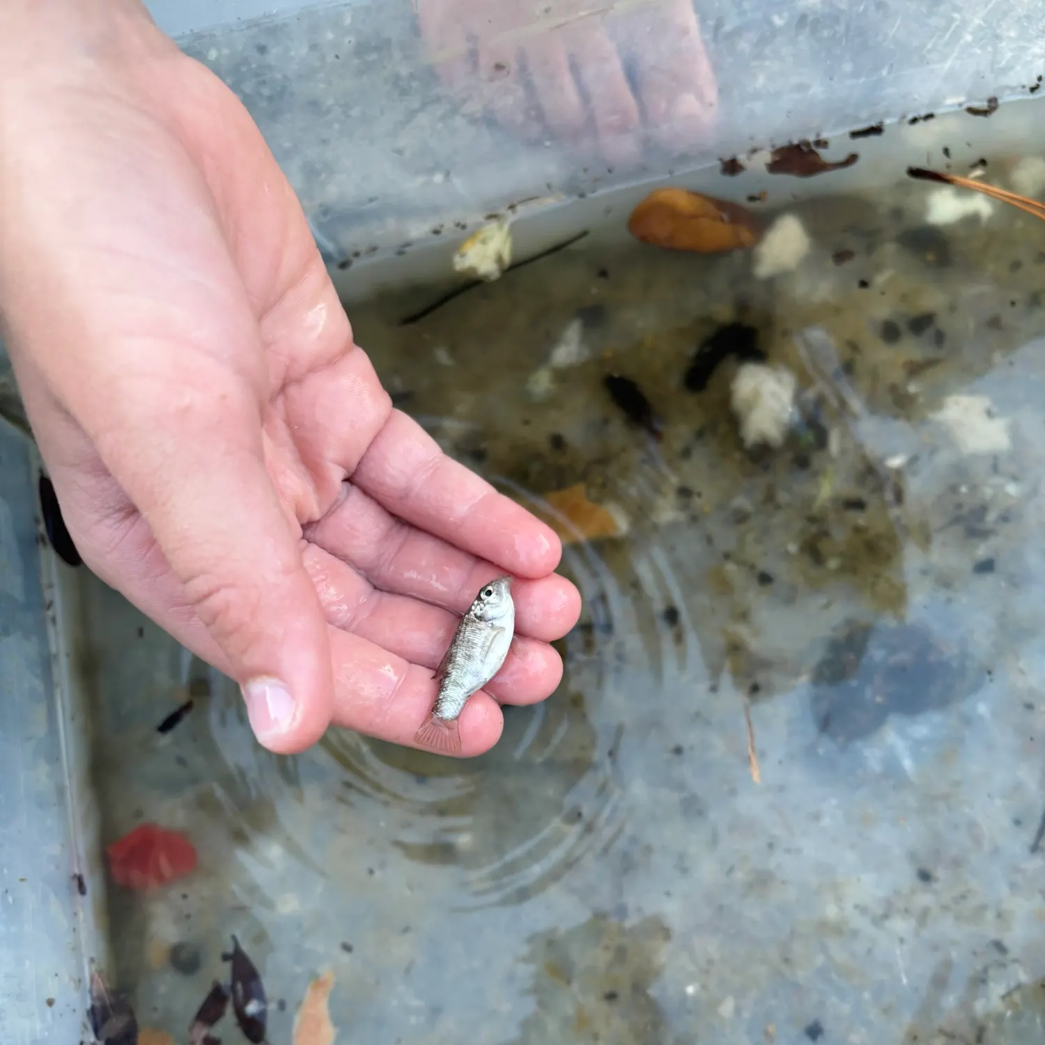 The most recent Sheepshead minnow catches on Fishbrain