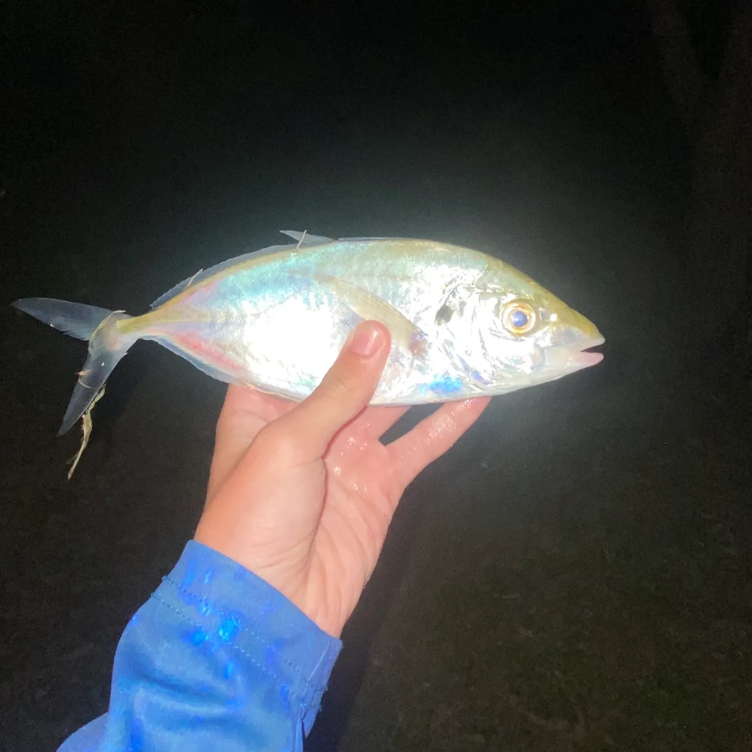 The most popular recent Shadow trevally catch on Fishbrain