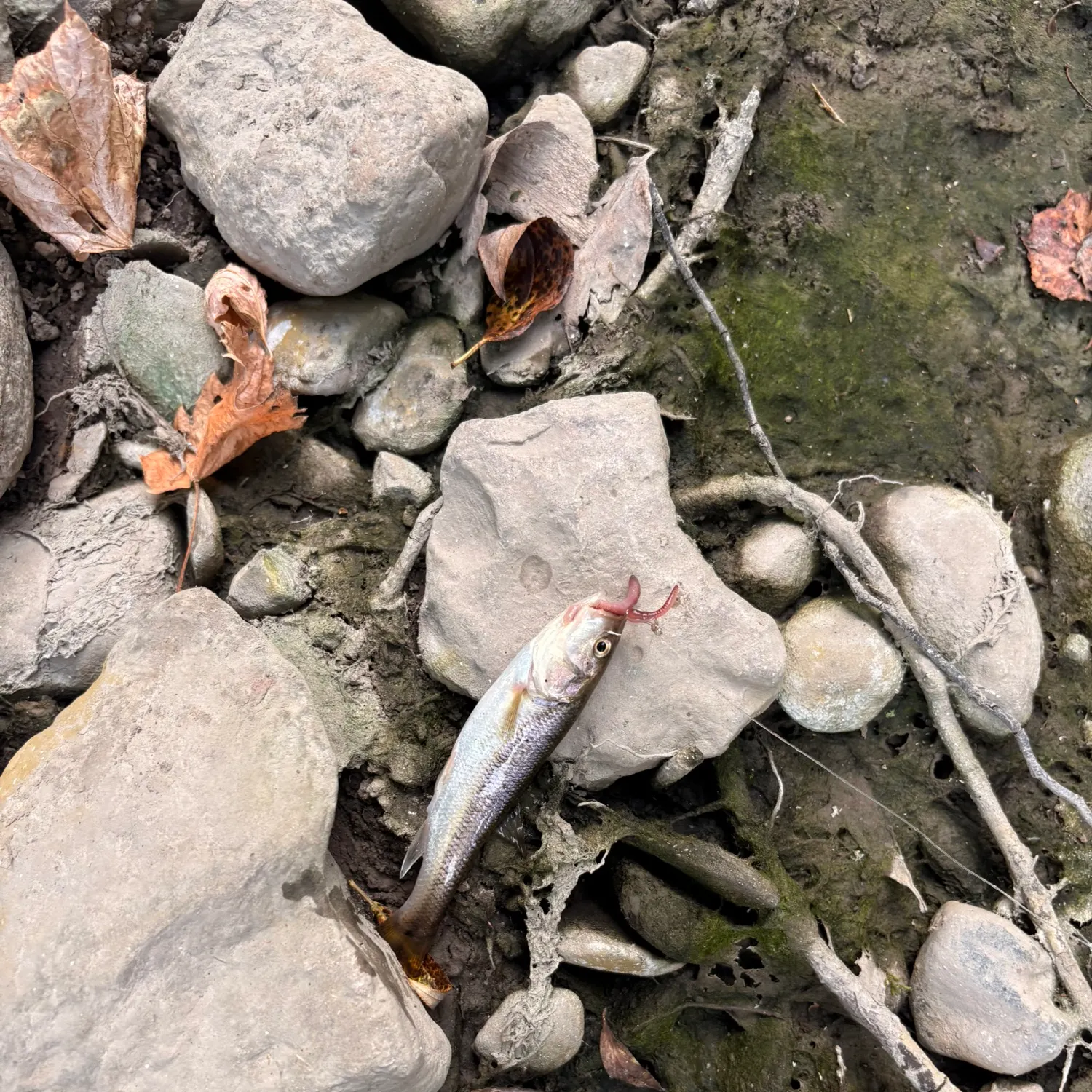 Creek chub caught on Fishbrain