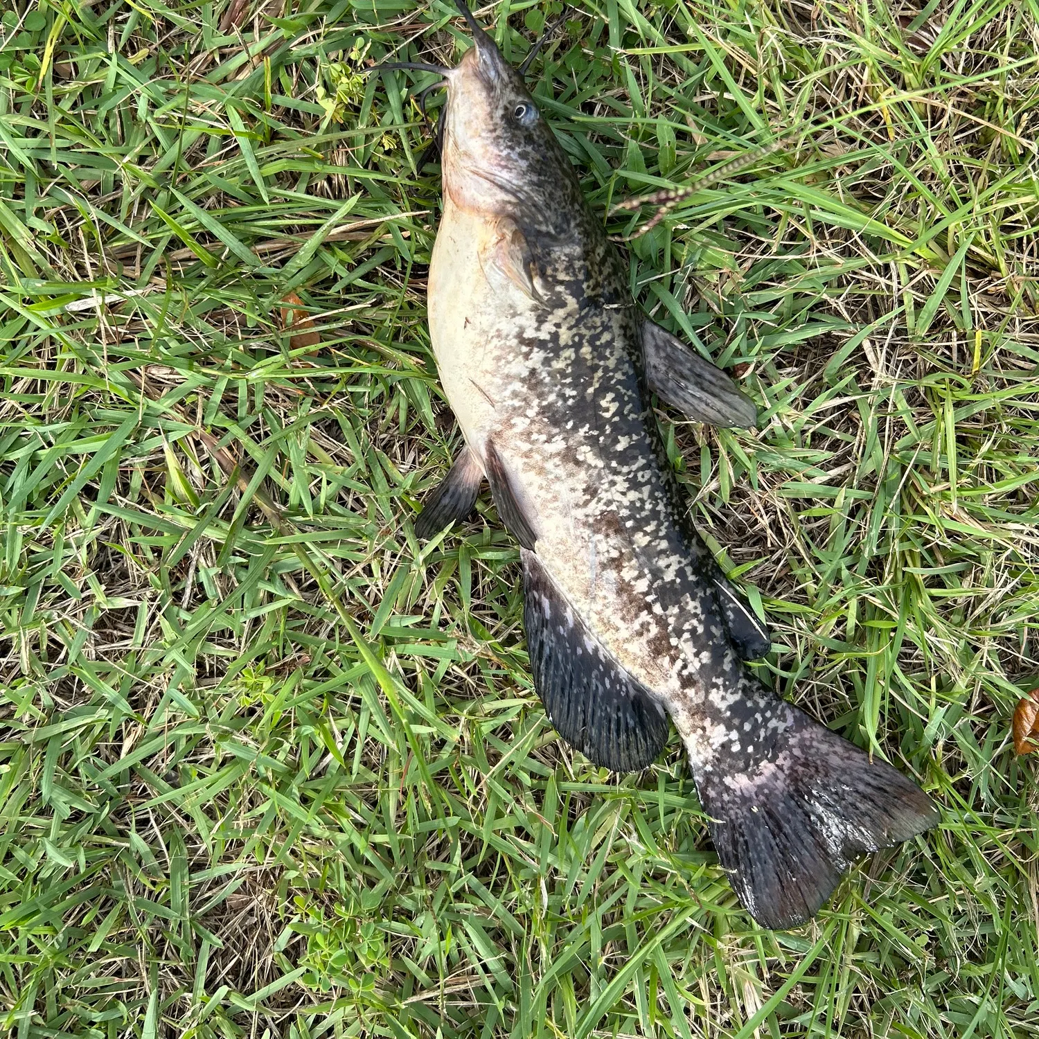 angler catch