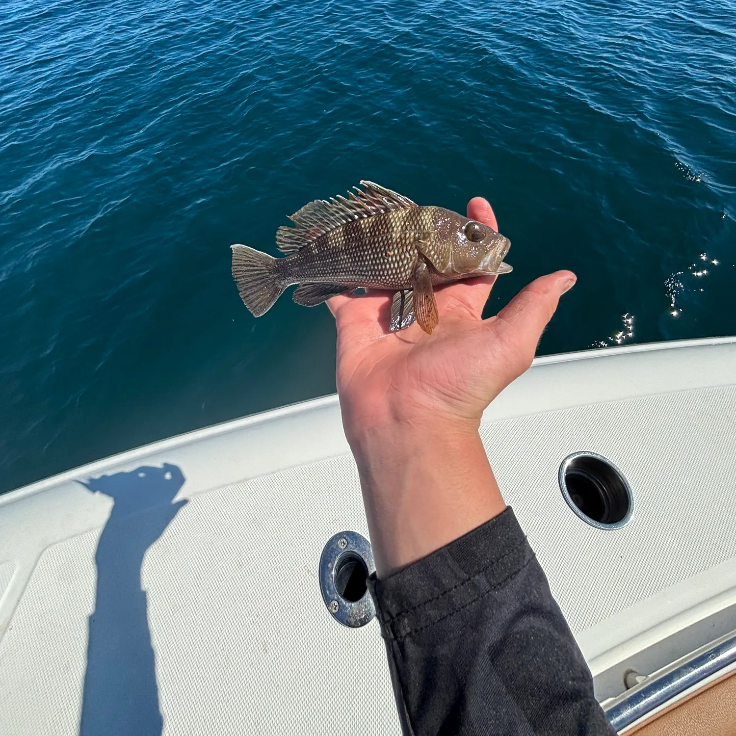 Black sea bass caught on Fishbrain