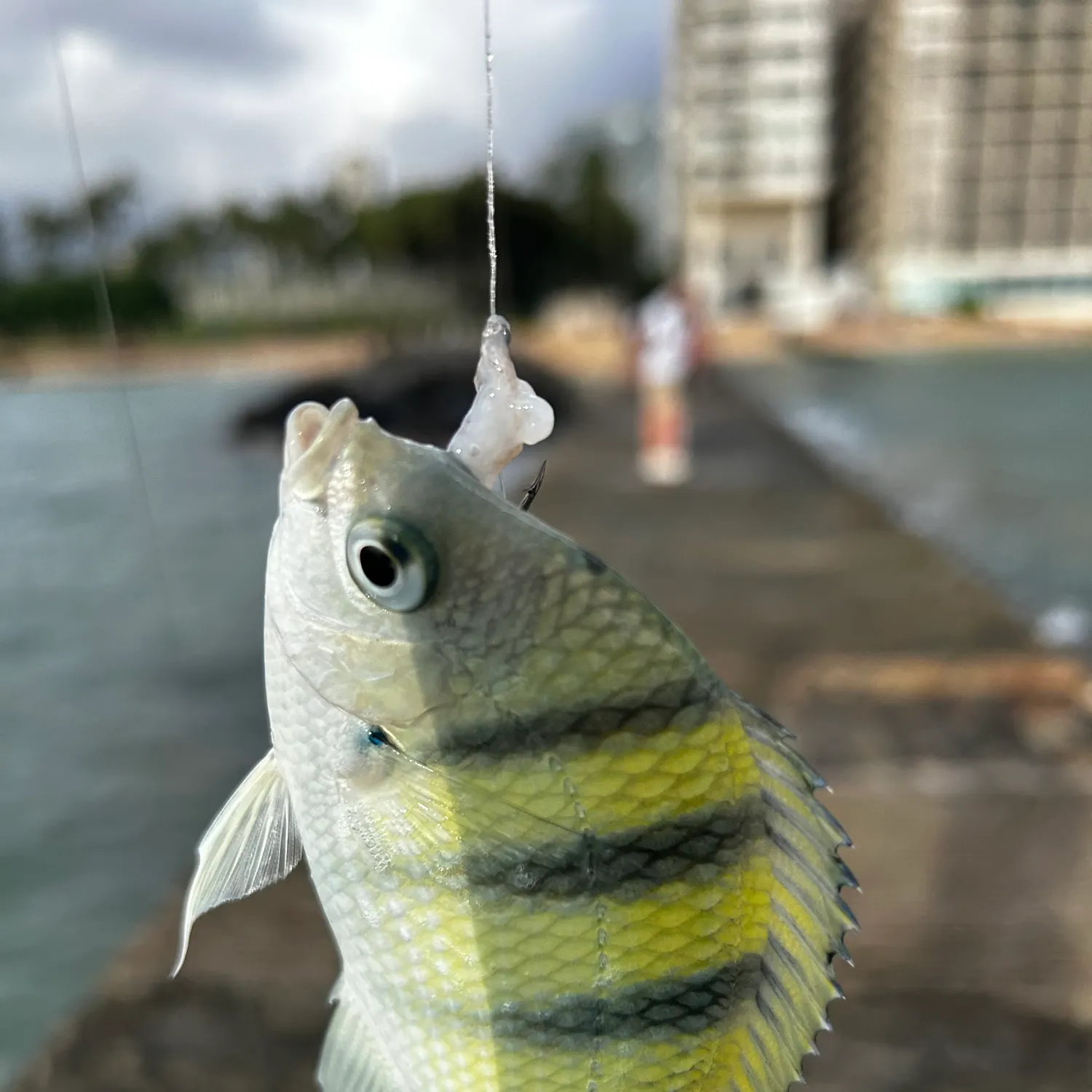 The most recent Zebra fish catches on Fishbrain