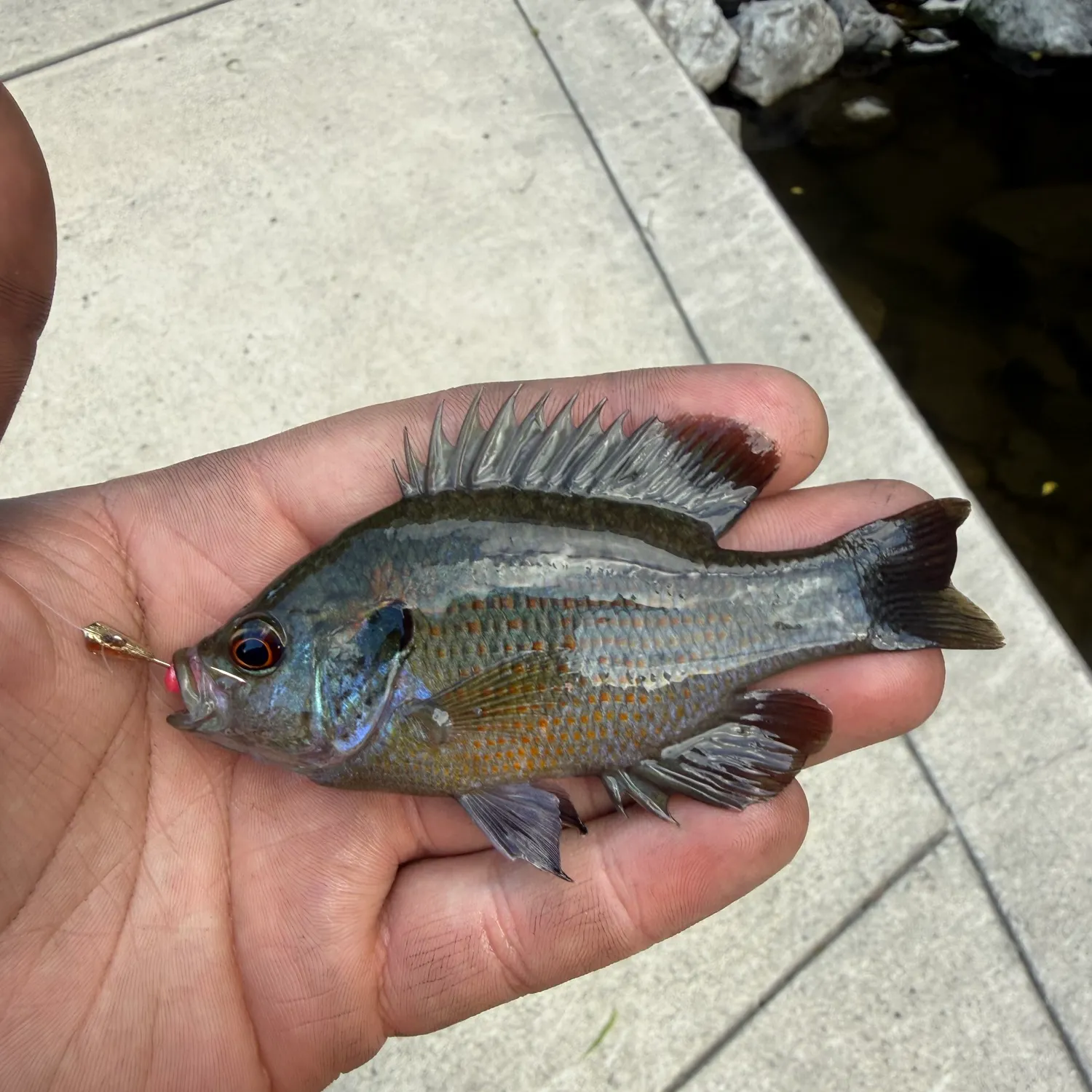 Redspotted sunfish caught on Fishbrain