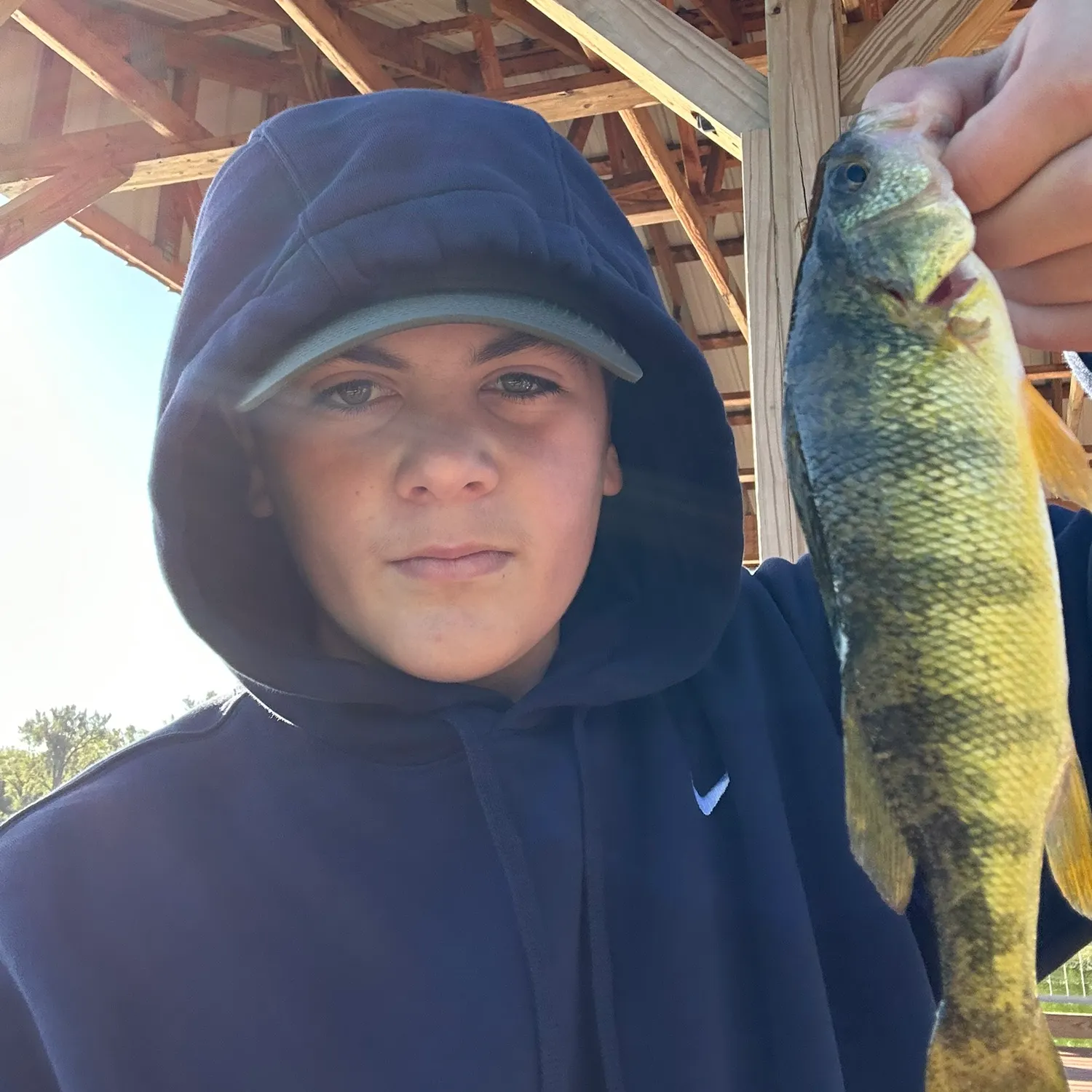 Yellow perch caught on Fishbrain