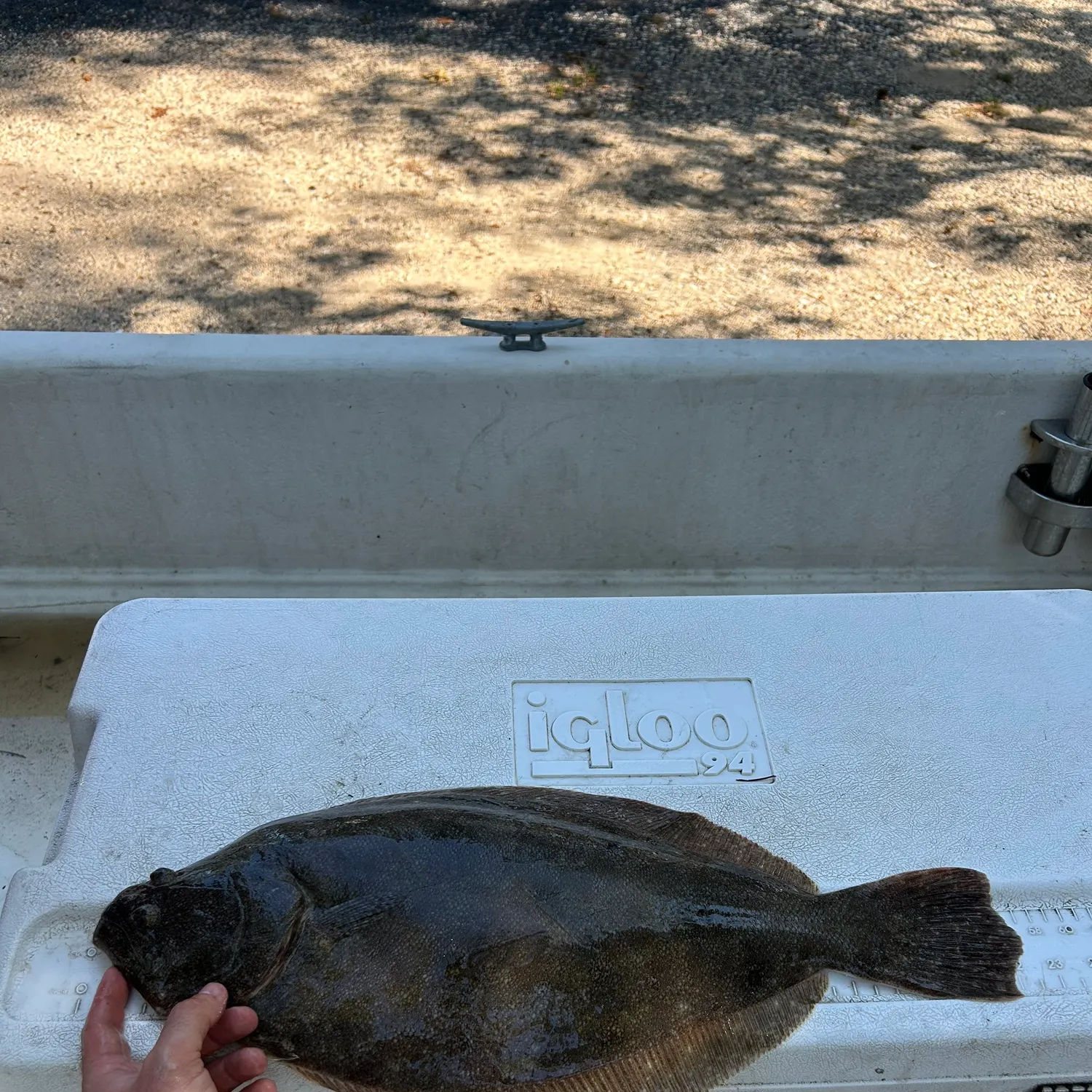 Summer flounder caught on Fishbrain