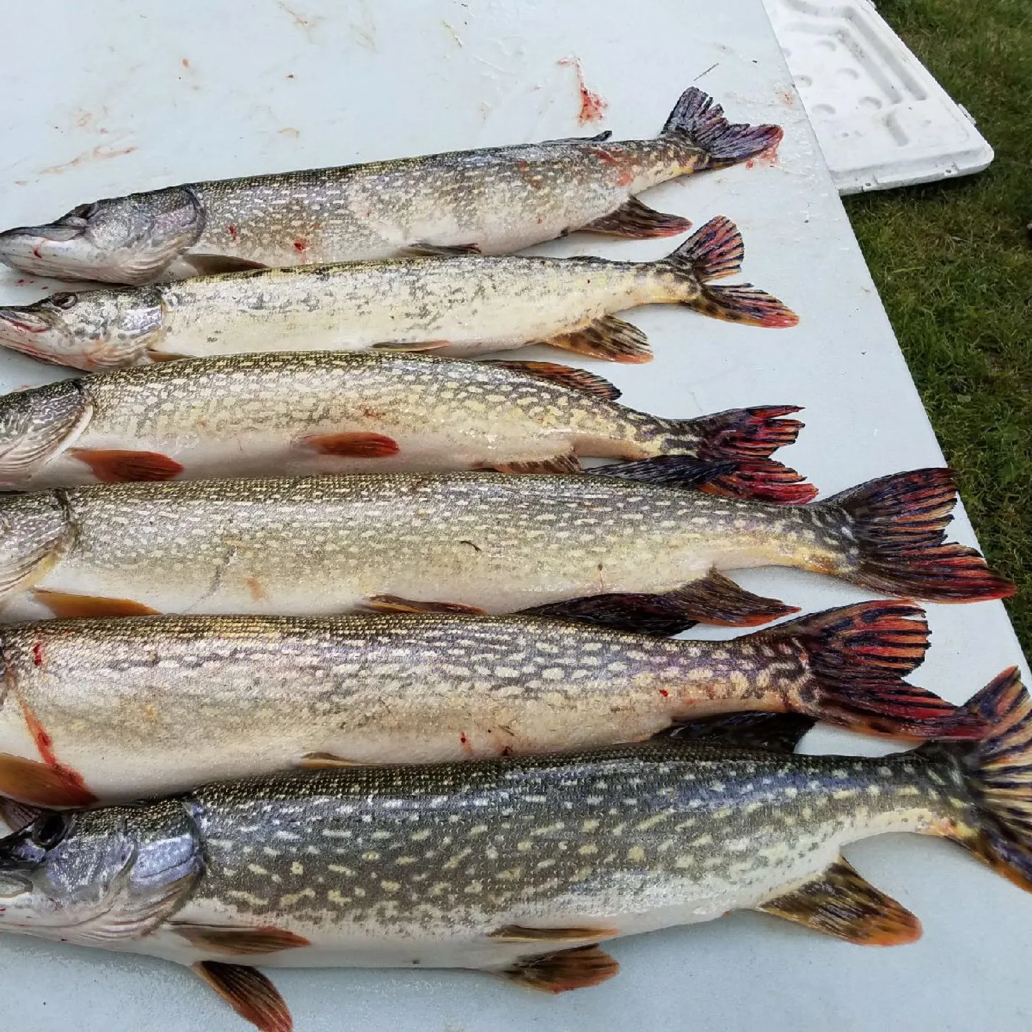 recently logged catches