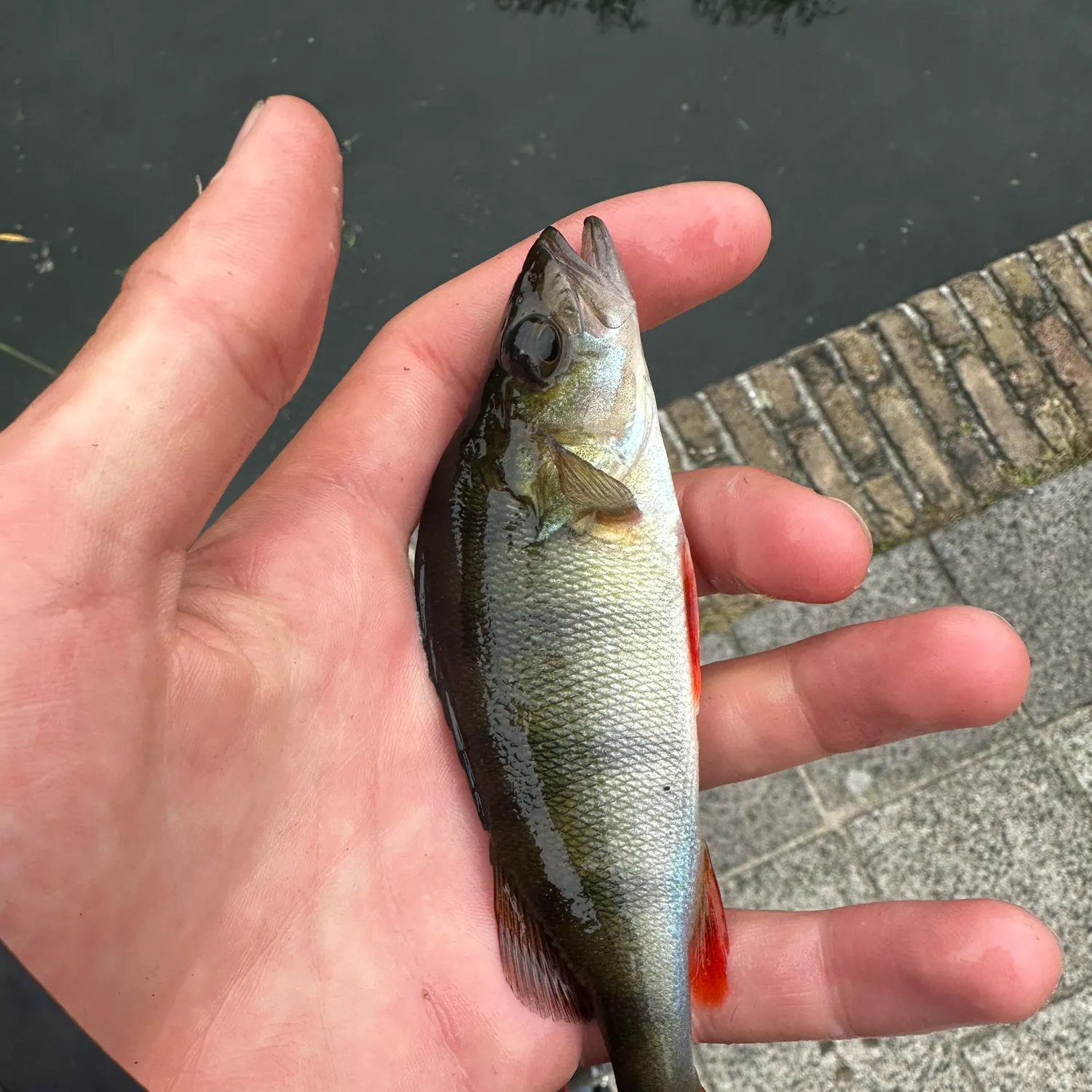 European perch caught on Fishbrain