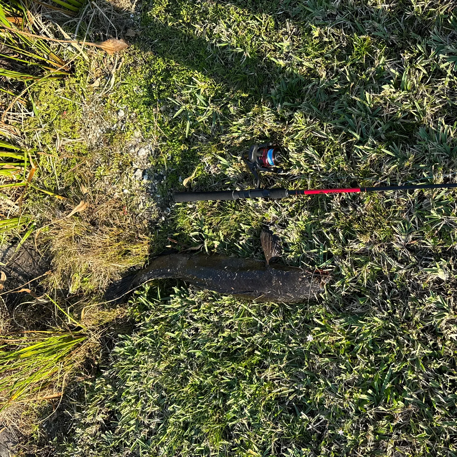 The most recent Bullseye snakehead catches on Fishbrain