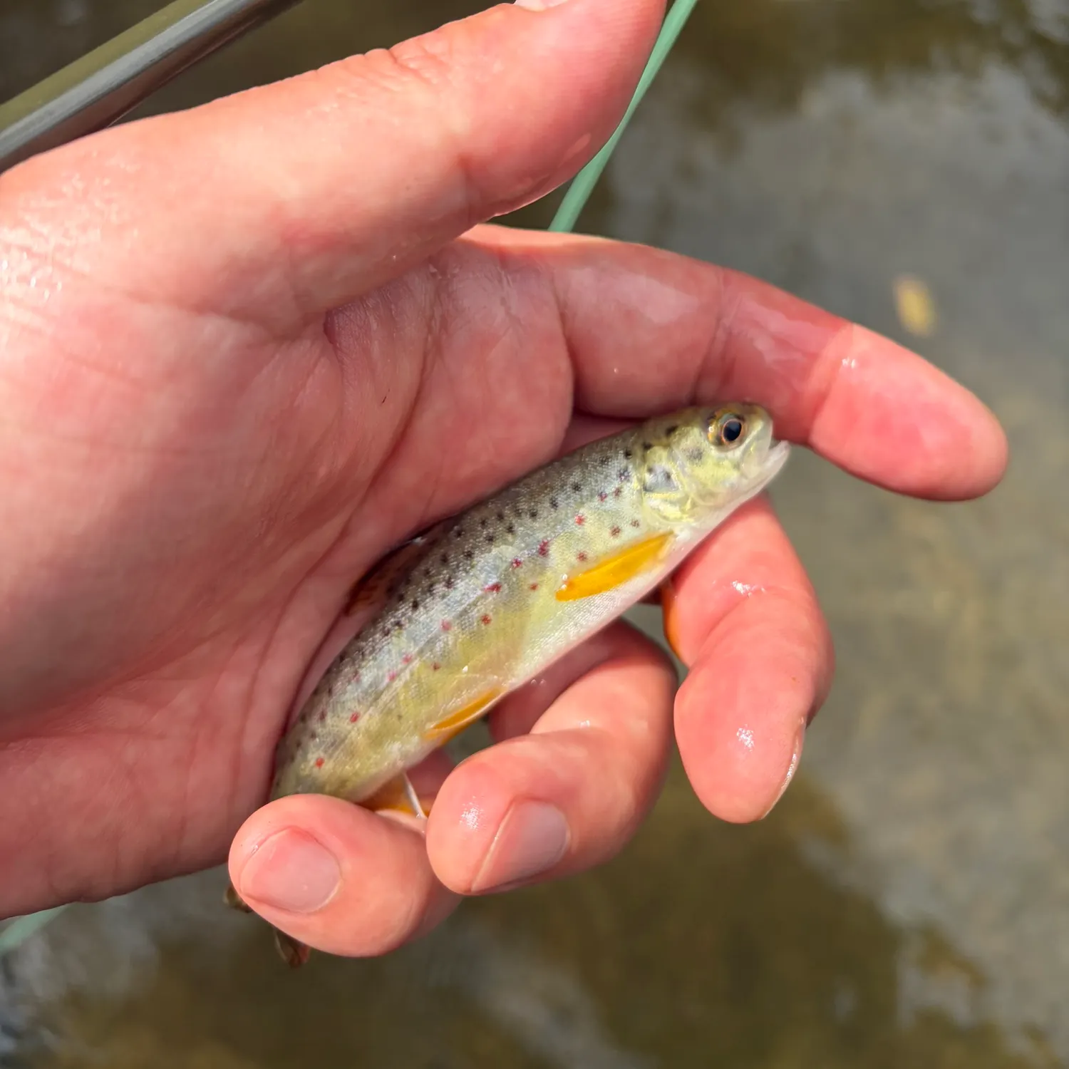 Brown trout caught on Fishbrain