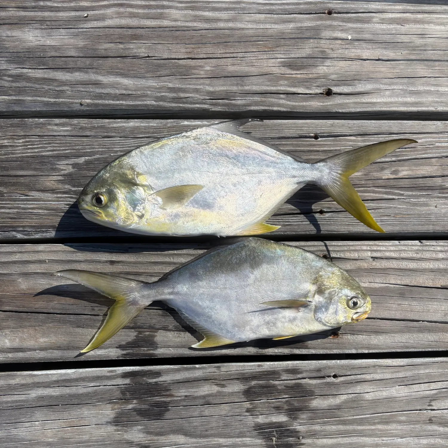 Florida pompano caught on Fishbrain