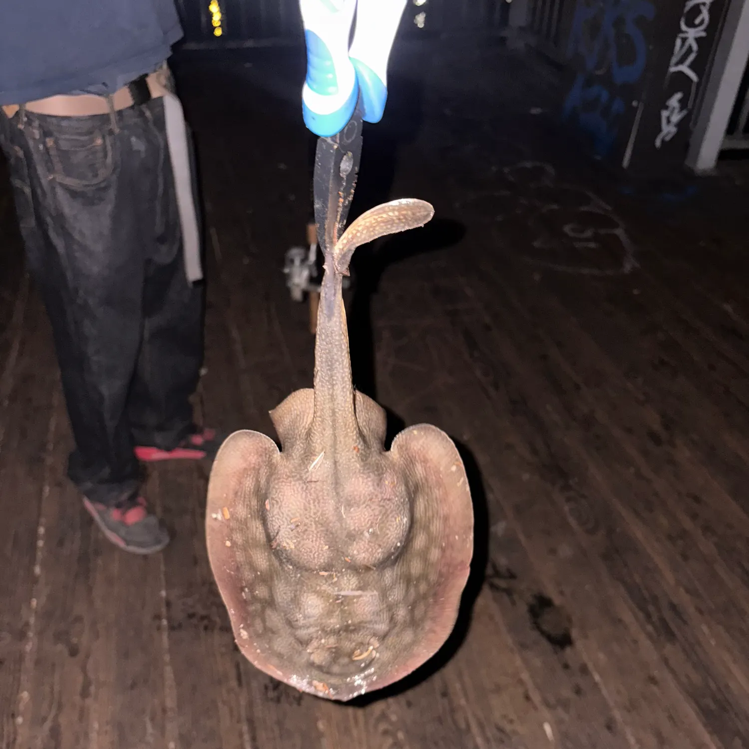 Haller's round ray caught on Fishbrain