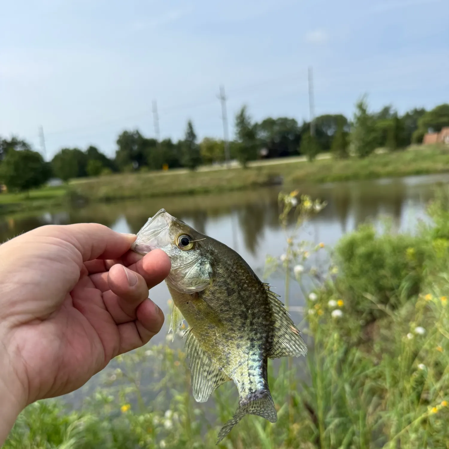 Black crappie caught on Fishbrain