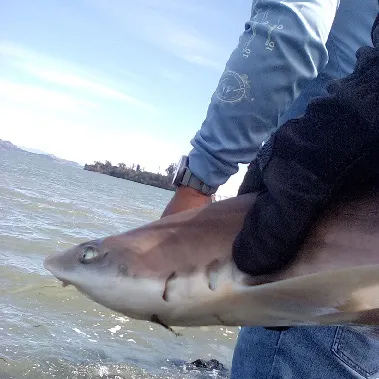 Brown smooth-hound caught on Fishbrain