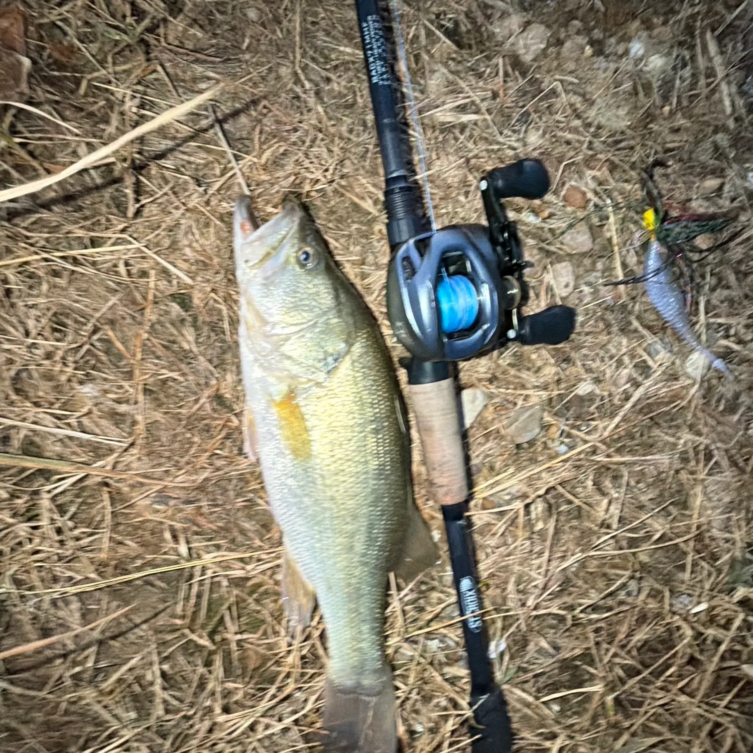Largemouth bass caught on Fishbrain