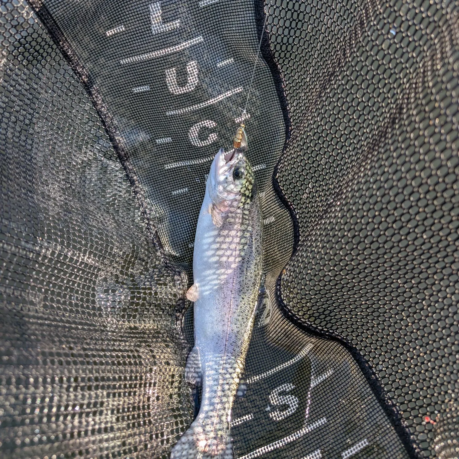 Rainbow trout caught on Fishbrain