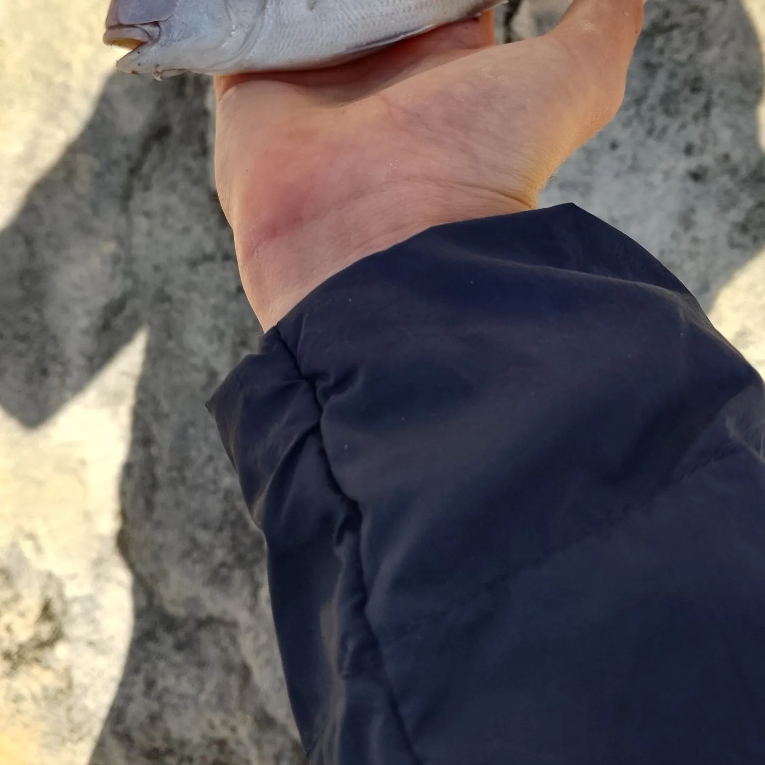 Australasian snapper caught on Fishbrain