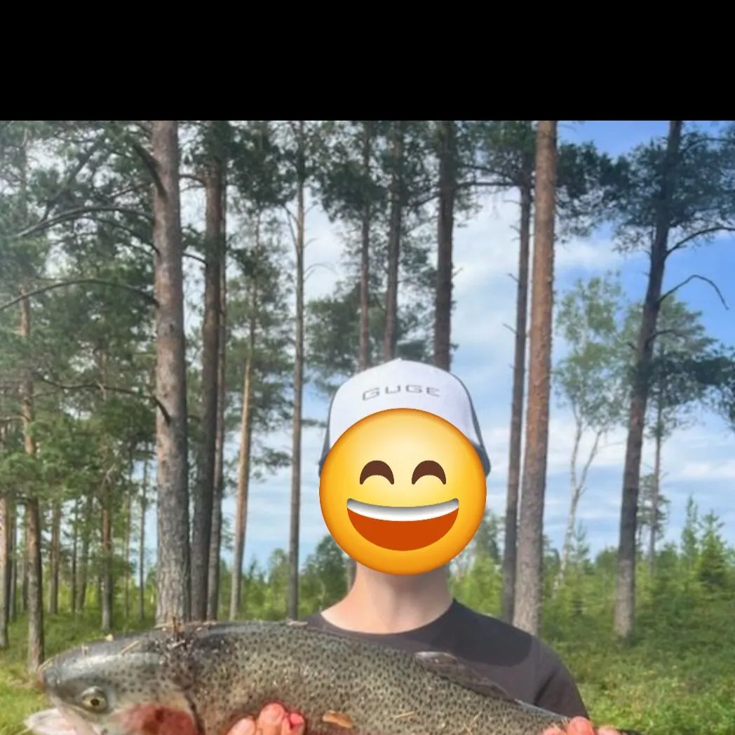 Rainbow trout caught on Fishbrain