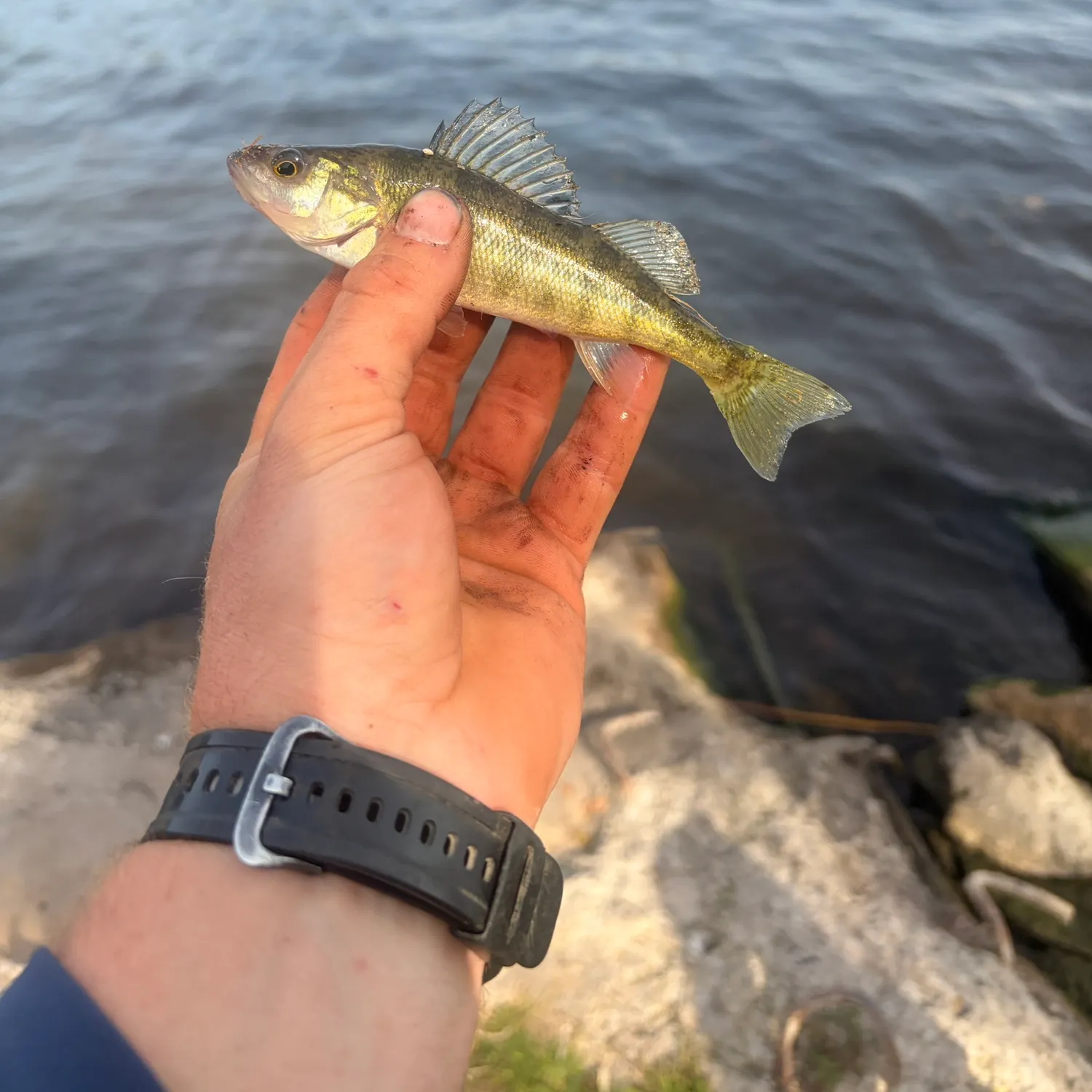 Yellow perch caught on Fishbrain