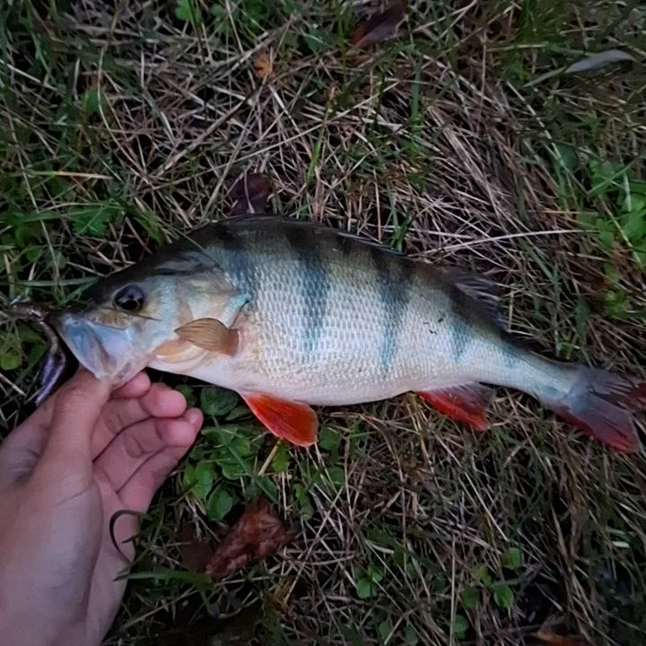 European perch caught on Fishbrain