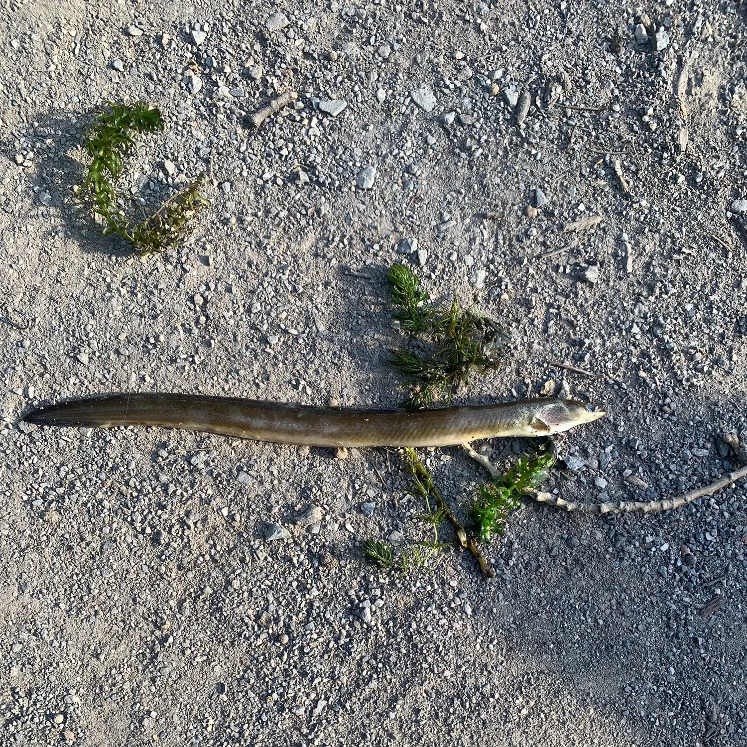 European eel caught on Fishbrain