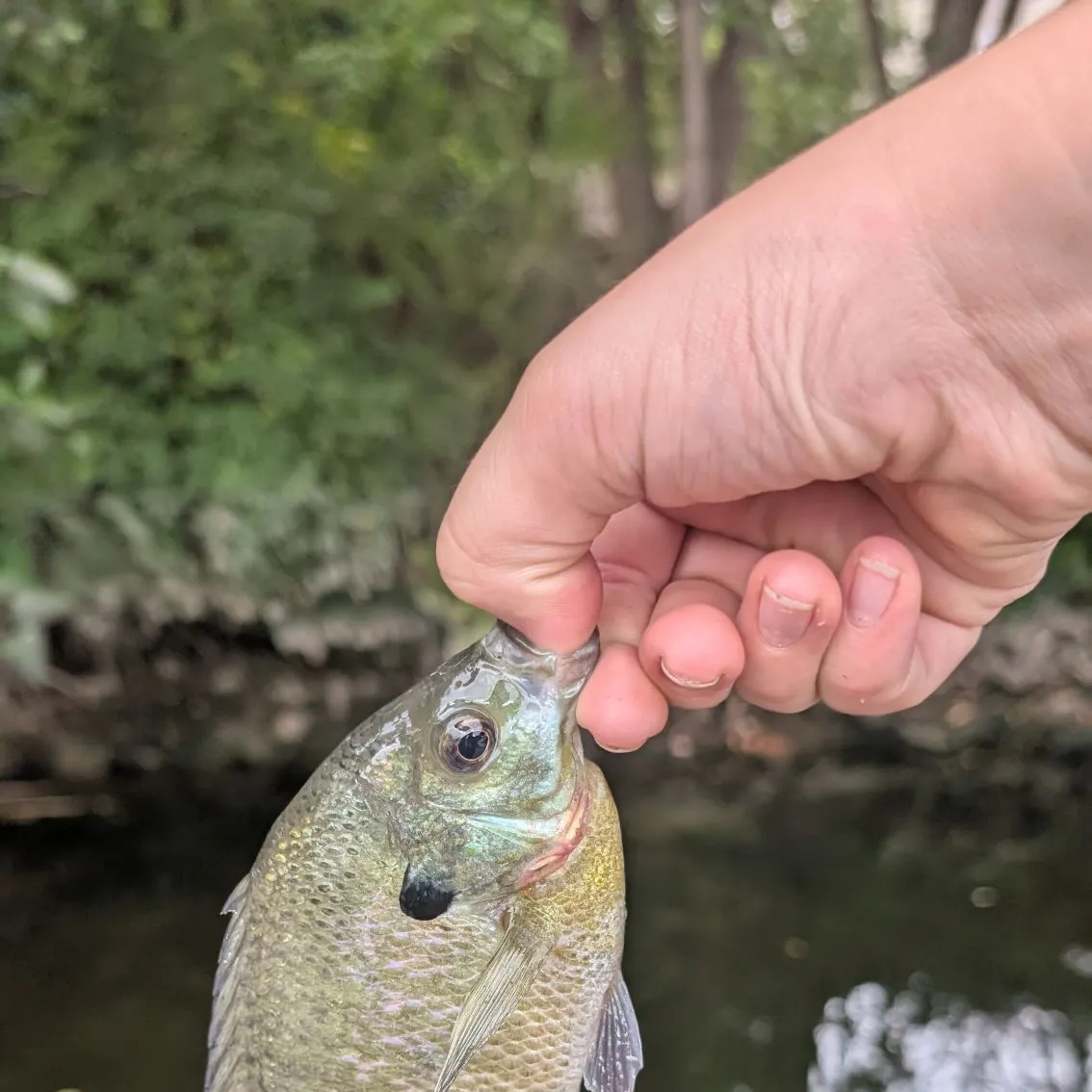 Bluegill caught on Fishbrain