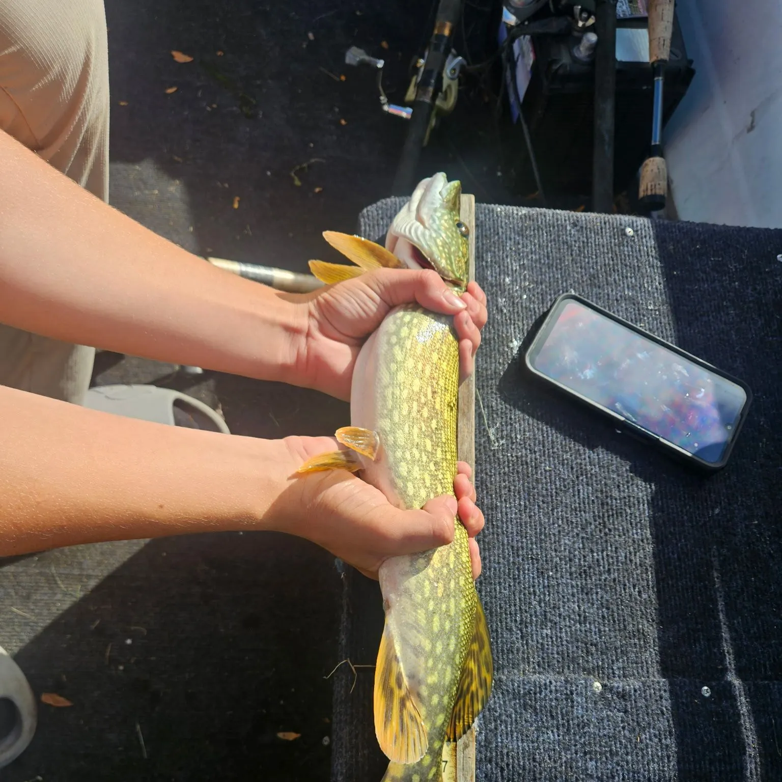 Northern pike caught on Fishbrain