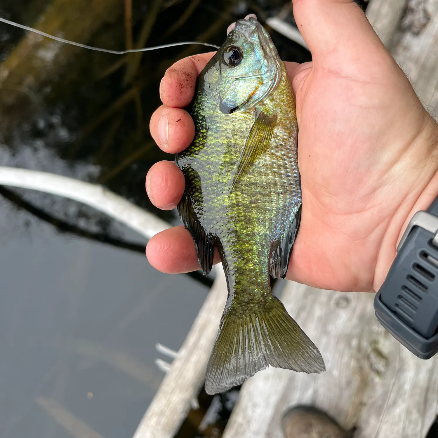 recently logged catches