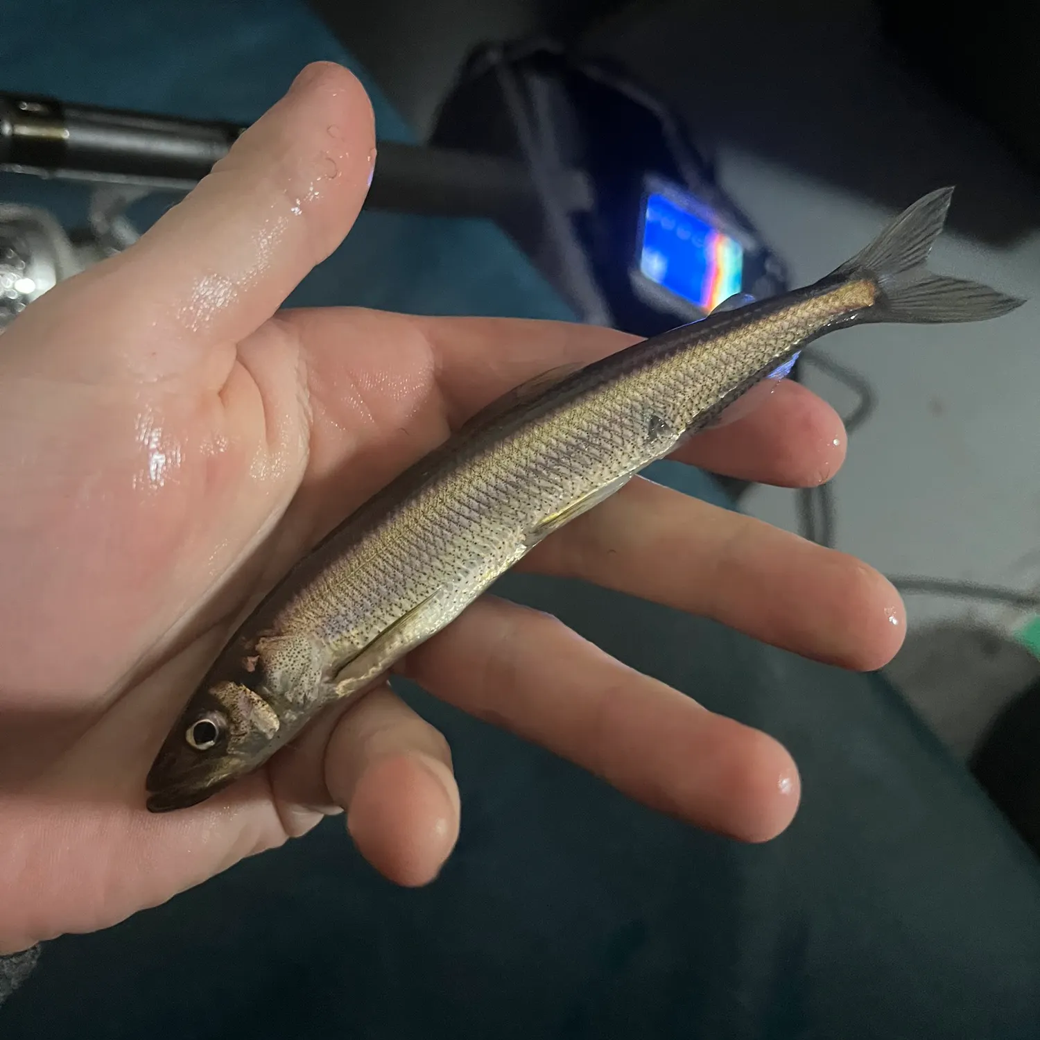 The most recent Atlantic rainbow smelt catches on Fishbrain